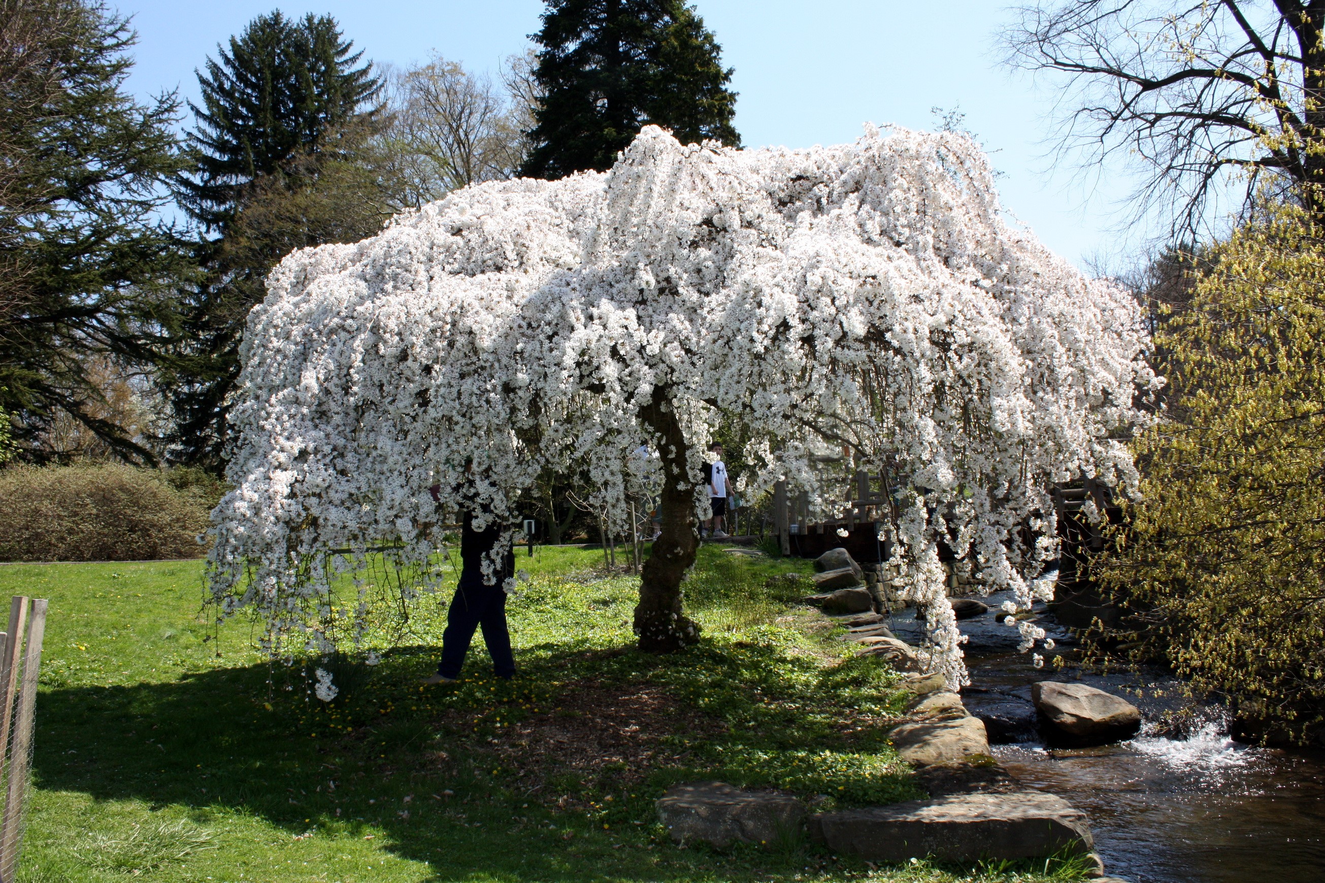 Weeping Cherry Tree at Morris Arboretum, Pennsylvania HD Wallpaper