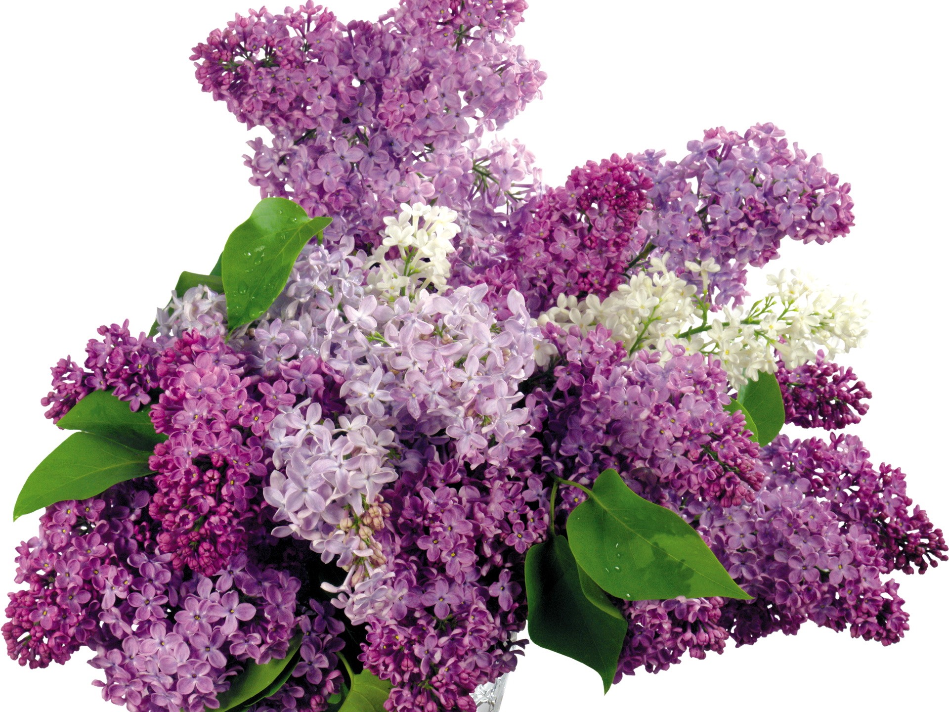 Bouquet of purple and white lilacs HD Wallpaper