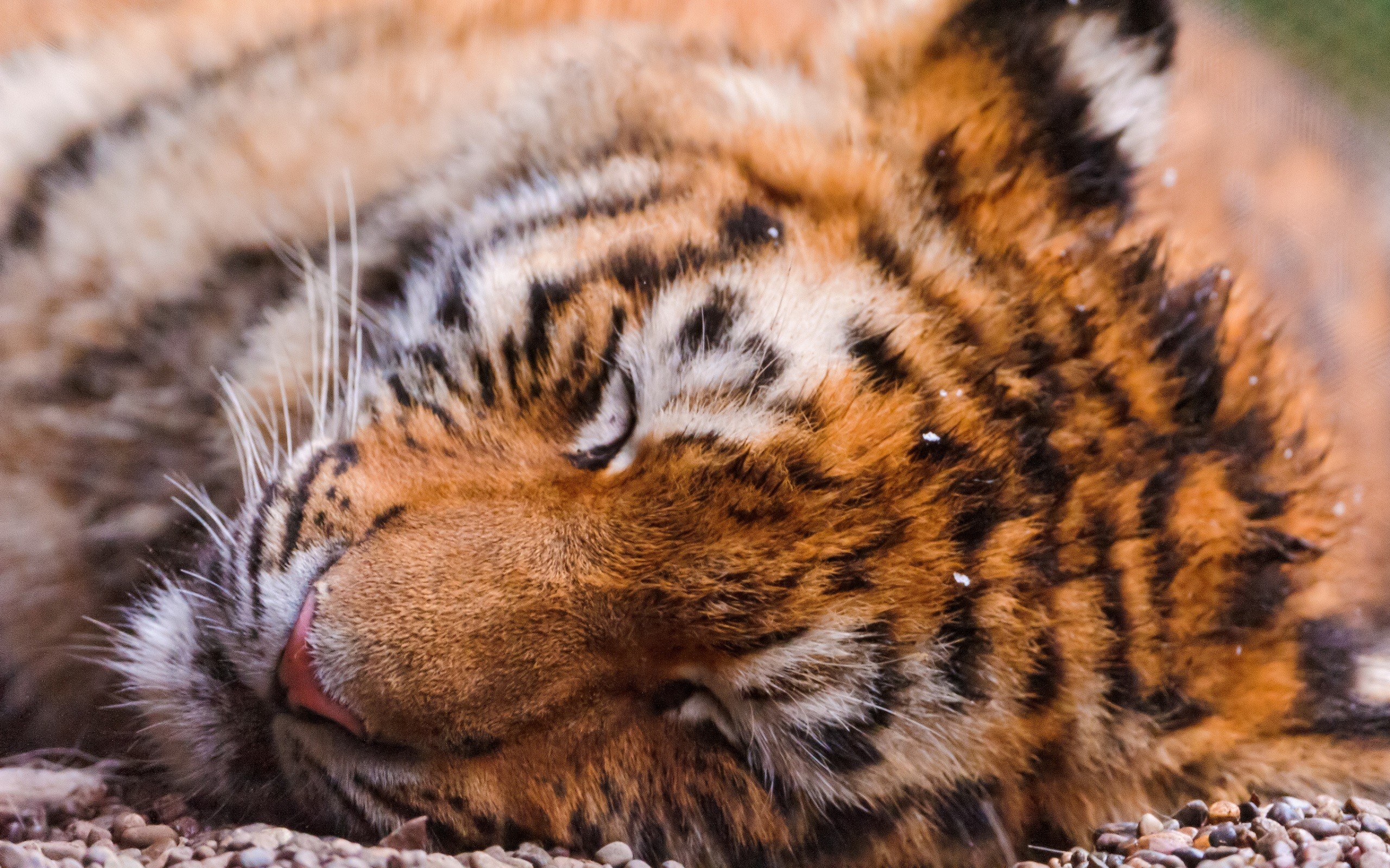 Tiger cub sleeping on the ground HD Wallpaper
