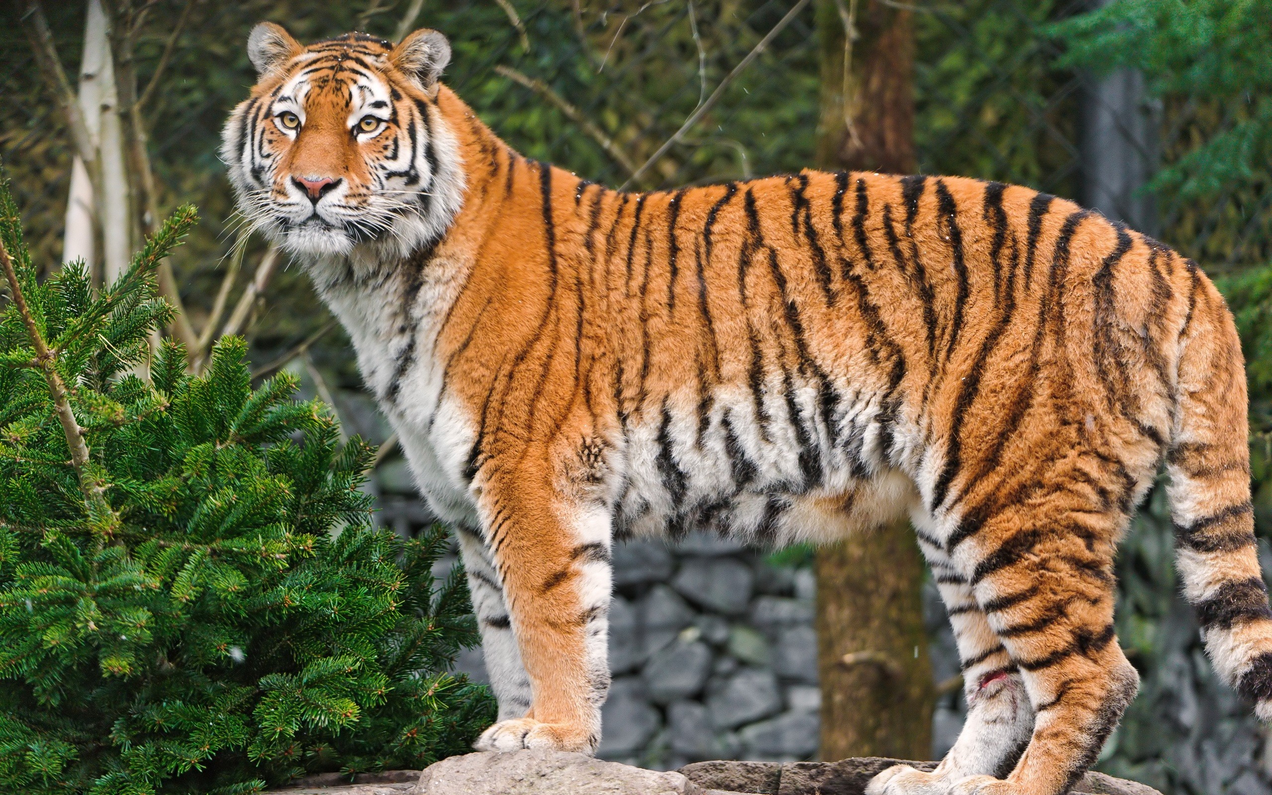 Tiger standing on rocks in a forest HD Wallpaper