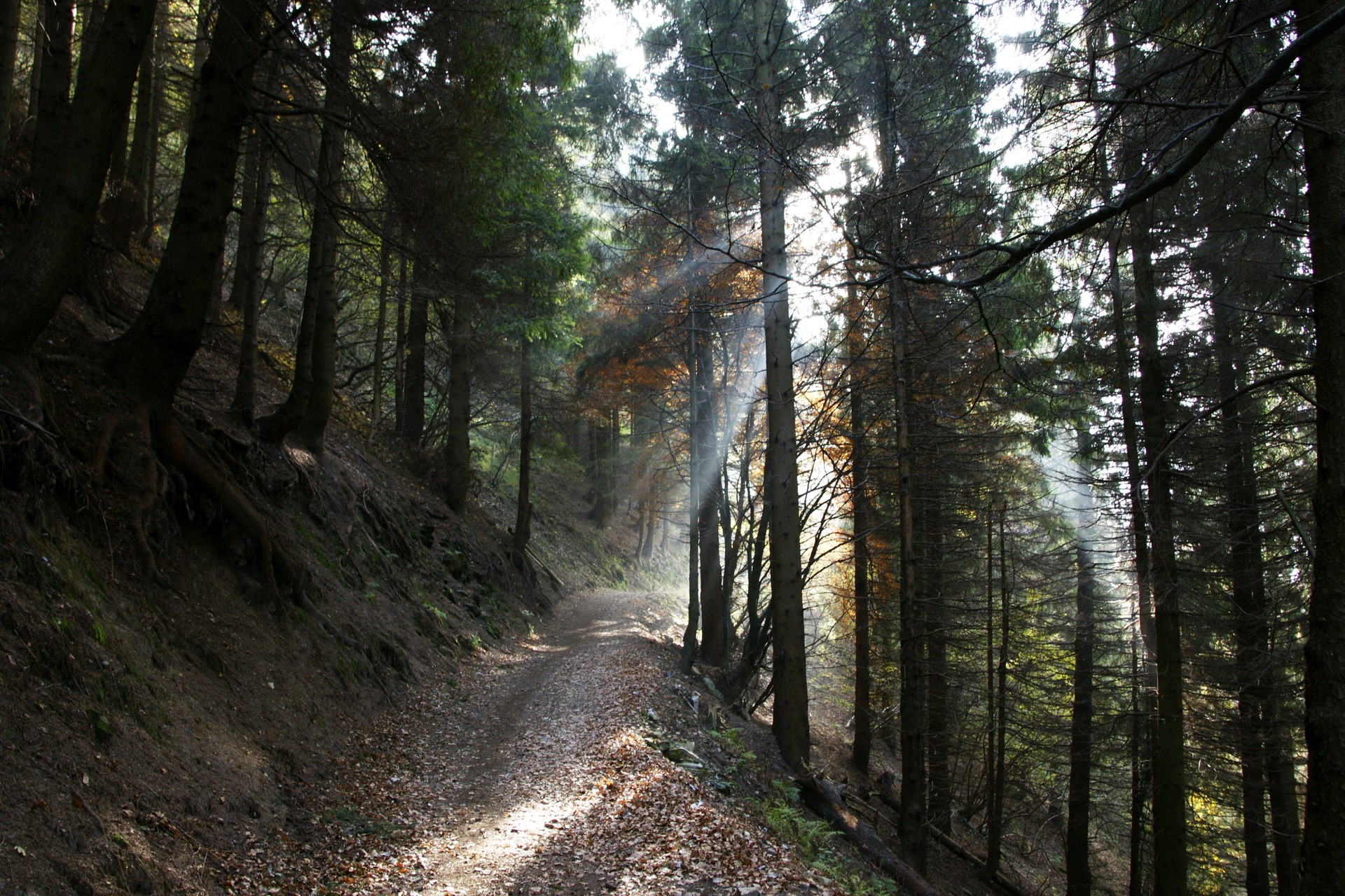 Sunlight filtering through trees on a forest path HD Wallpaper
