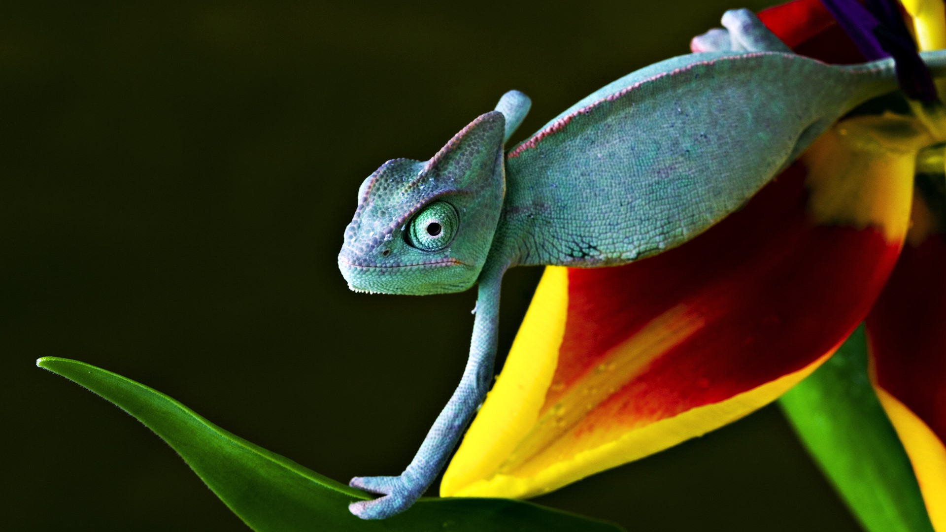 Chameleon on a colorful flower HD Wallpaper