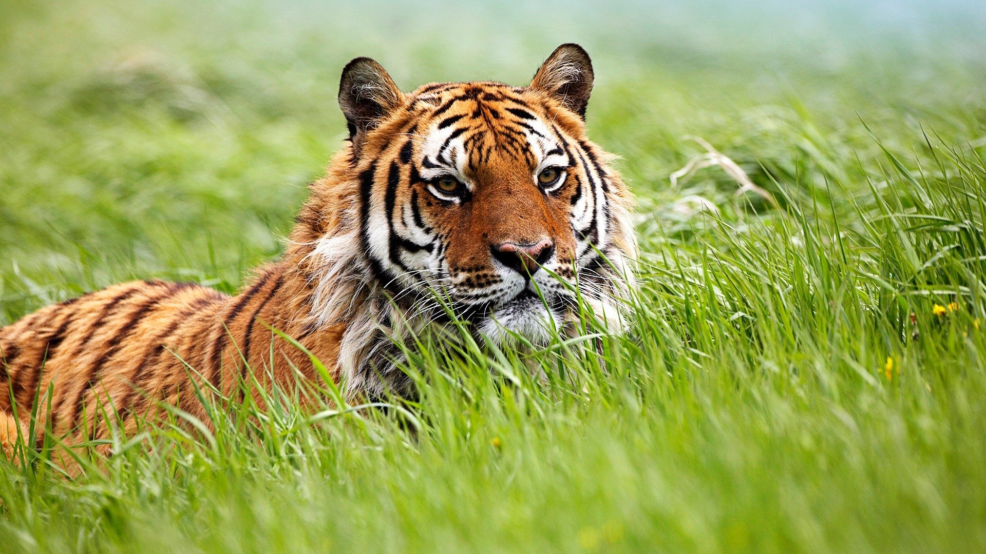 Tiger lying in tall green grass HD Wallpaper