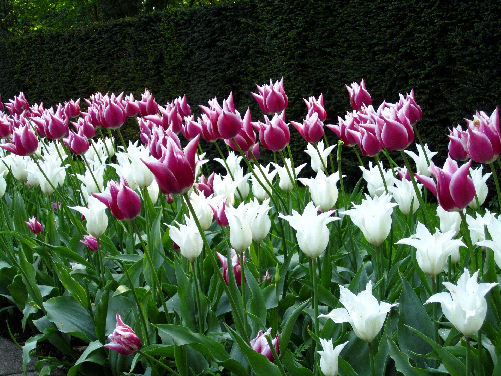 Purple and white tulips in a garden HD Wallpaper