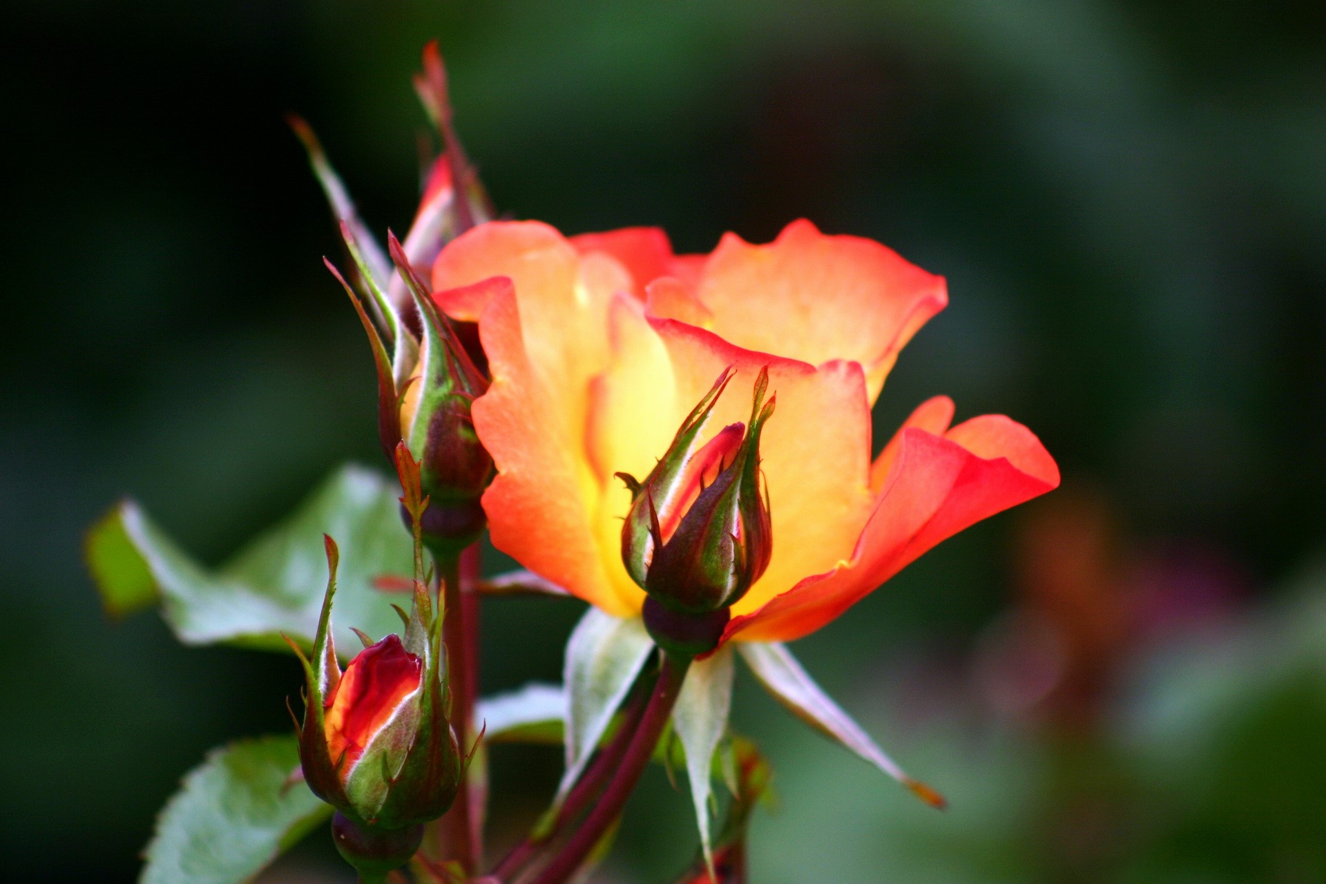 Orange and red rose buds with a blooming rose HD Wallpaper