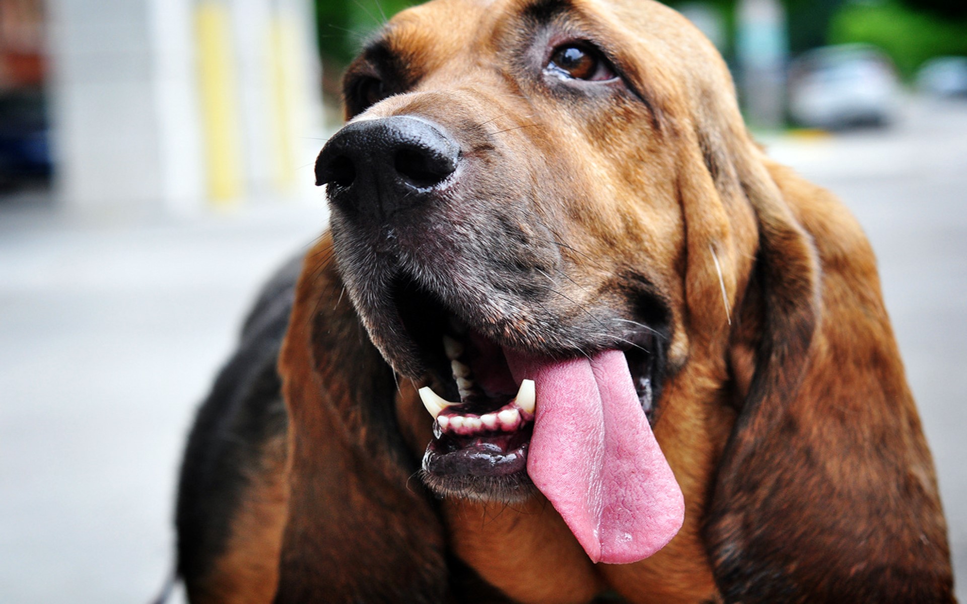 Close-up of a Bloodhound dog with its tongue out HD Wallpaper