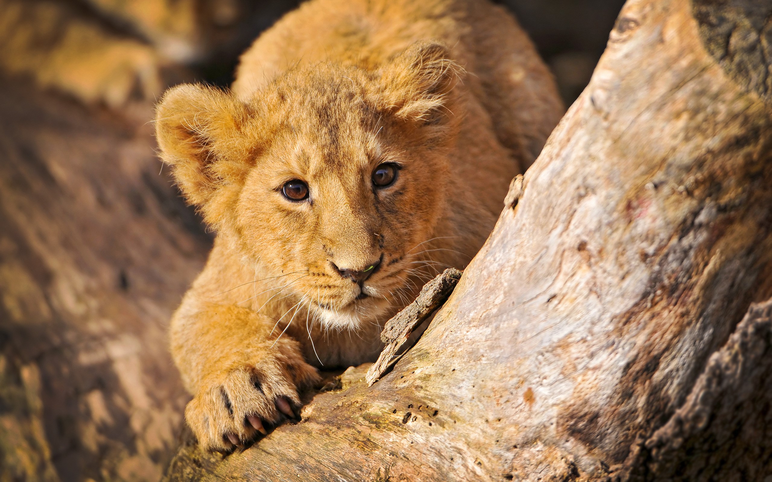 Lion cub resting on a log HD Wallpaper