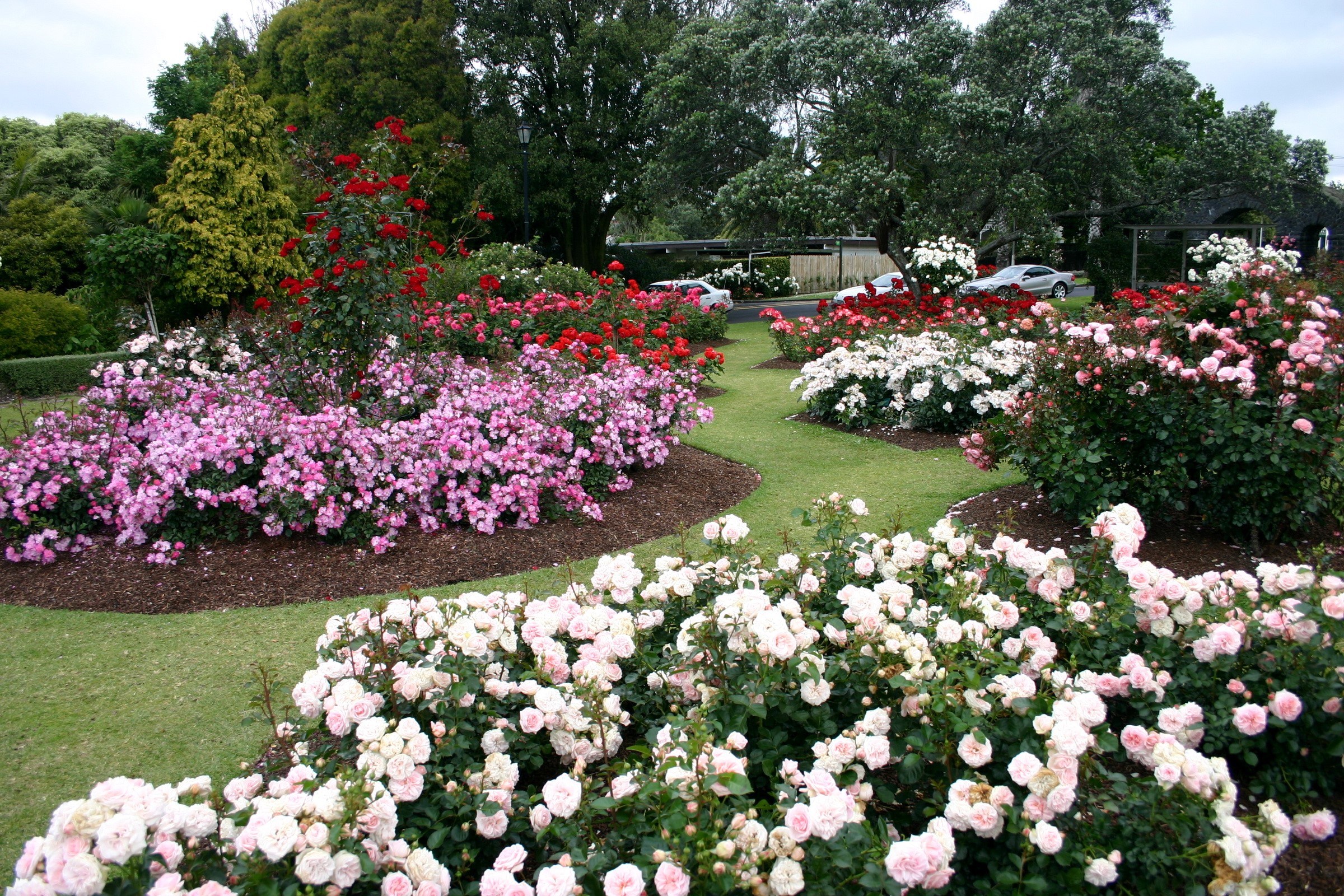 Rose garden with pink, red, and white roses HD Wallpaper