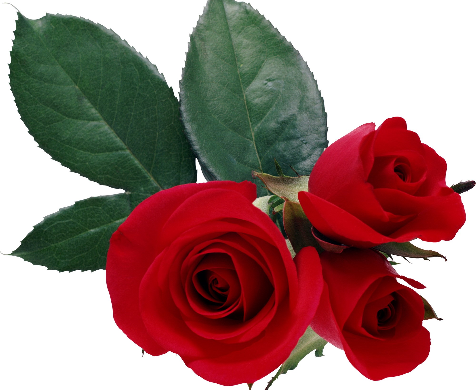 Three red roses with green leaves HD Wallpaper