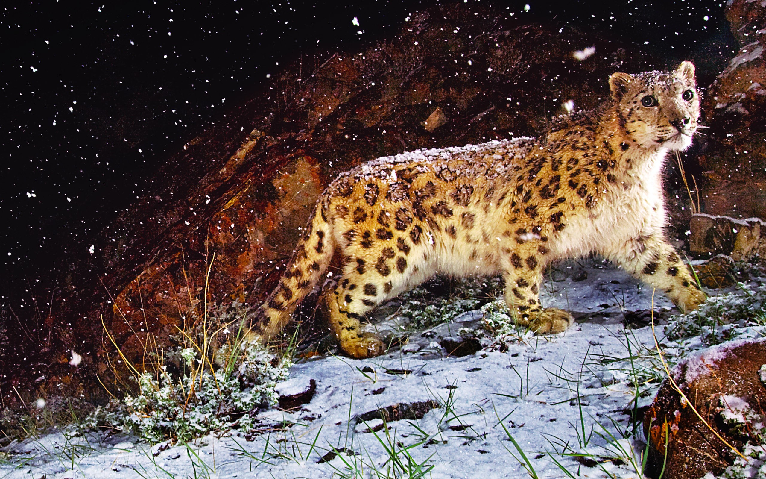 Snow leopard walking in the snow HD Wallpaper