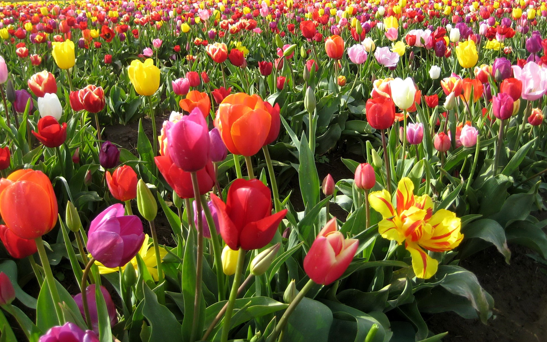 A field of colorful tulips in bloom HD Wallpaper