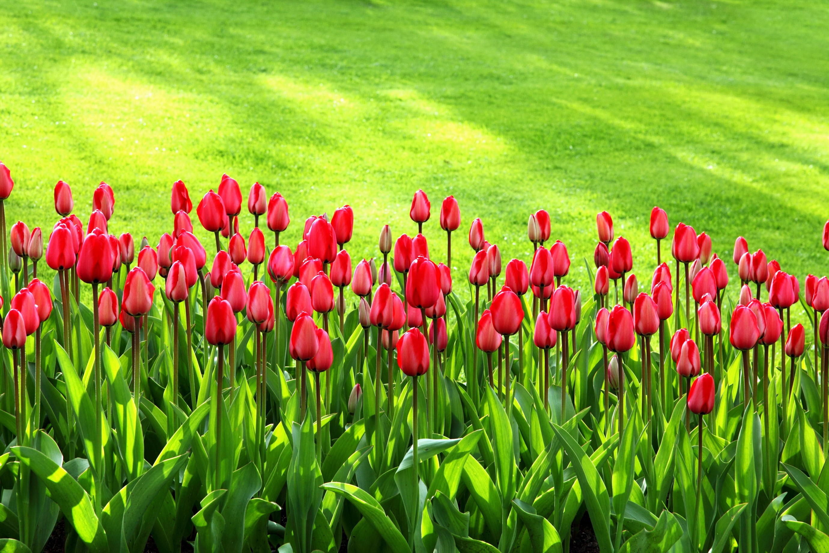 Red Tulips in a Grassy Field HD Wallpaper