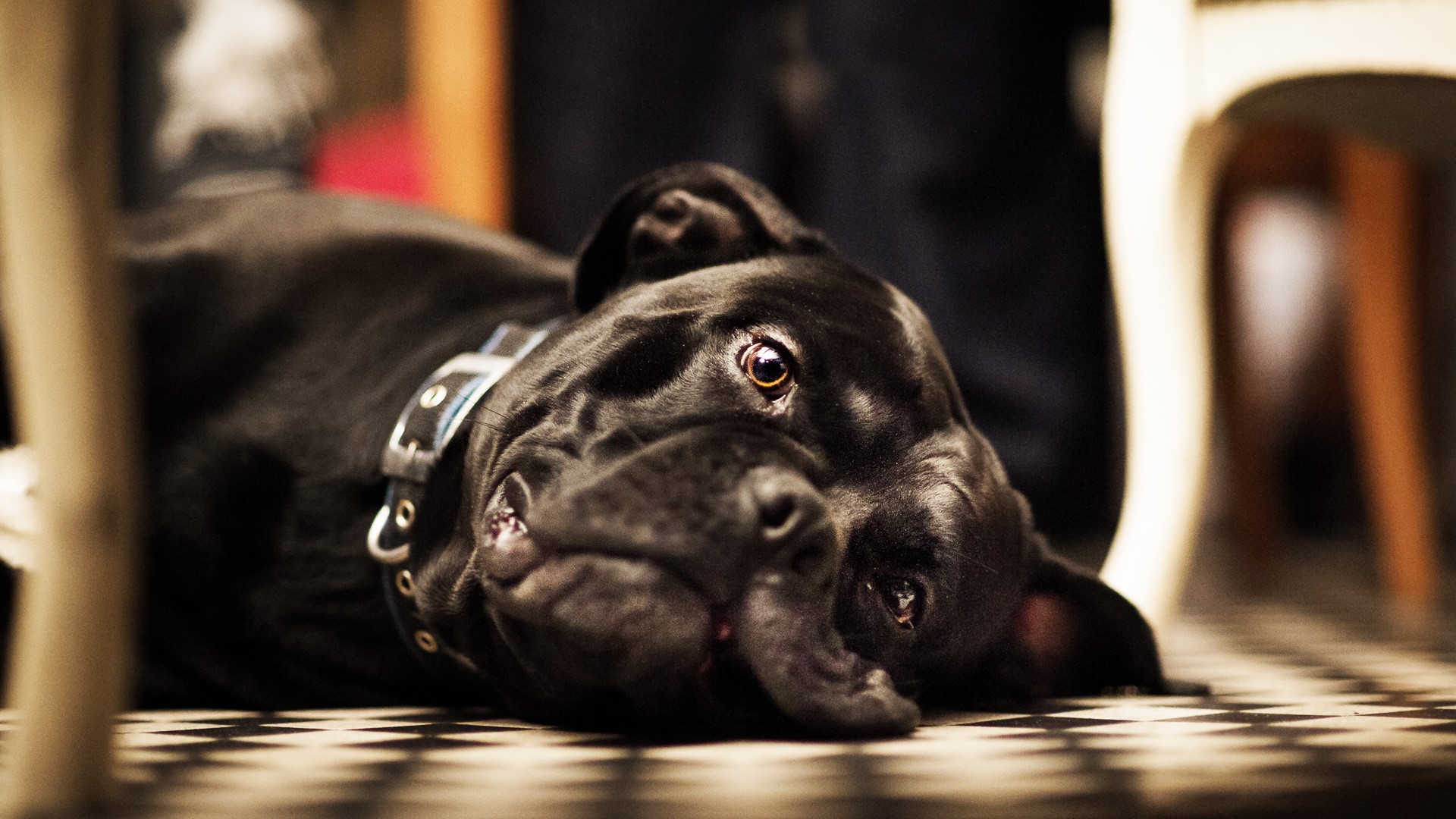 Black bulldog lying on checkered floor HD Wallpaper