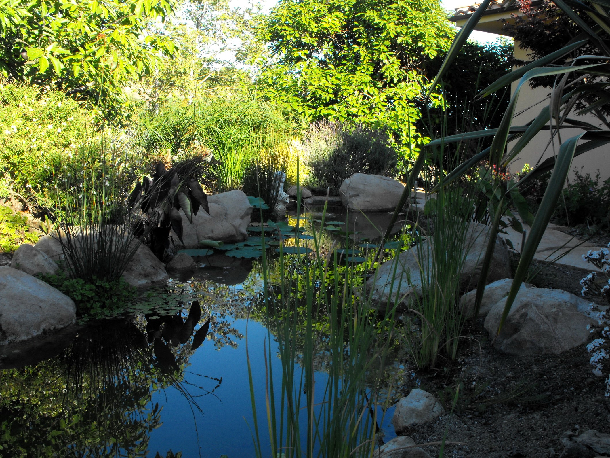 Water garden with pond and plants in Santa Barbara HD Wallpaper