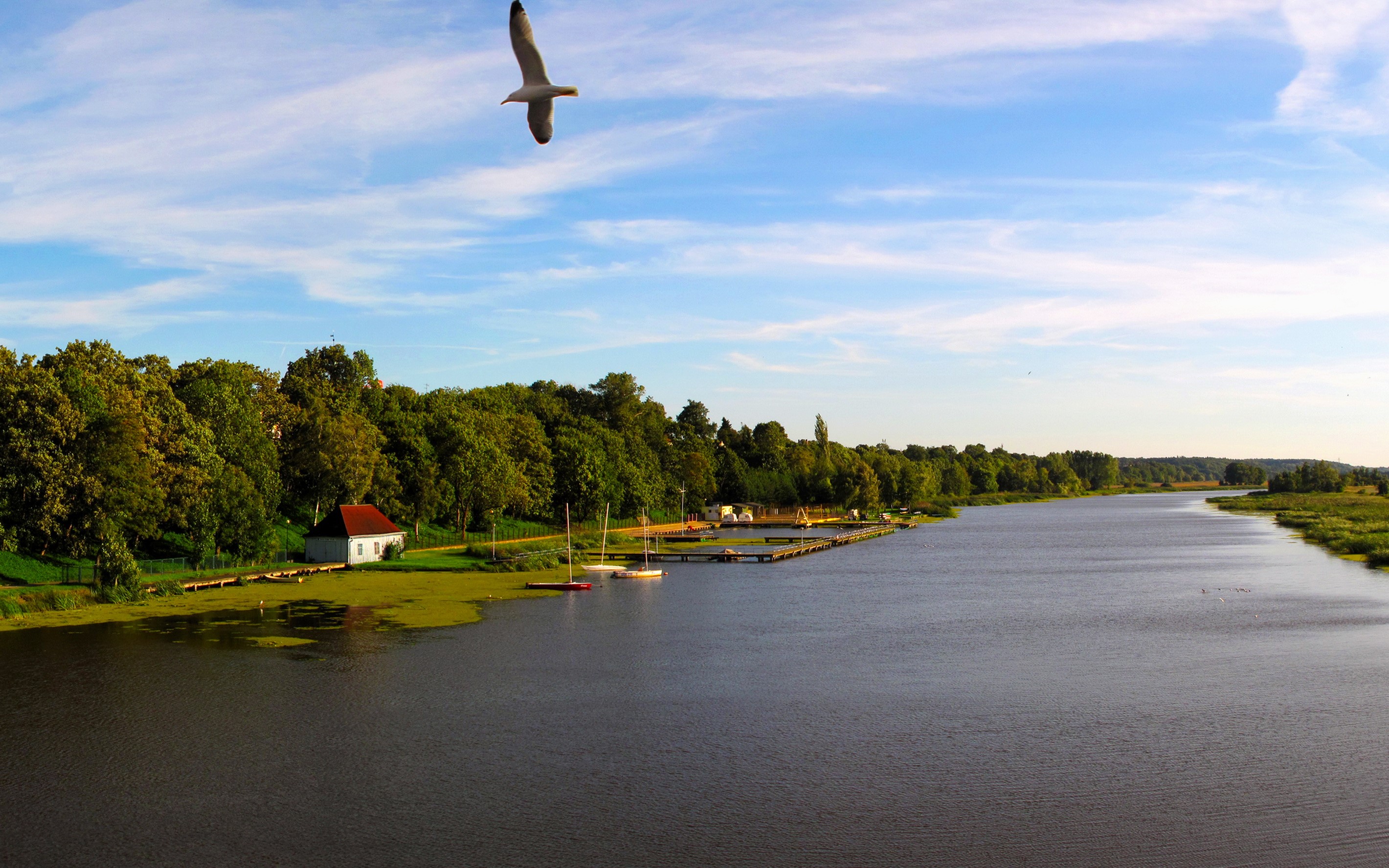 Seagull flying over a river with trees and a small house HD Wallpaper