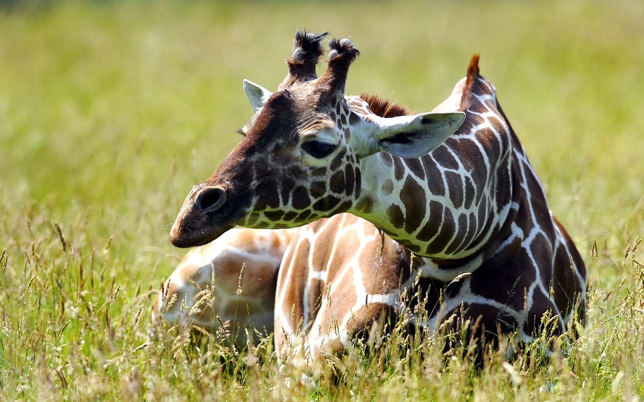 Giraffe lying in tall grass HD Wallpaper