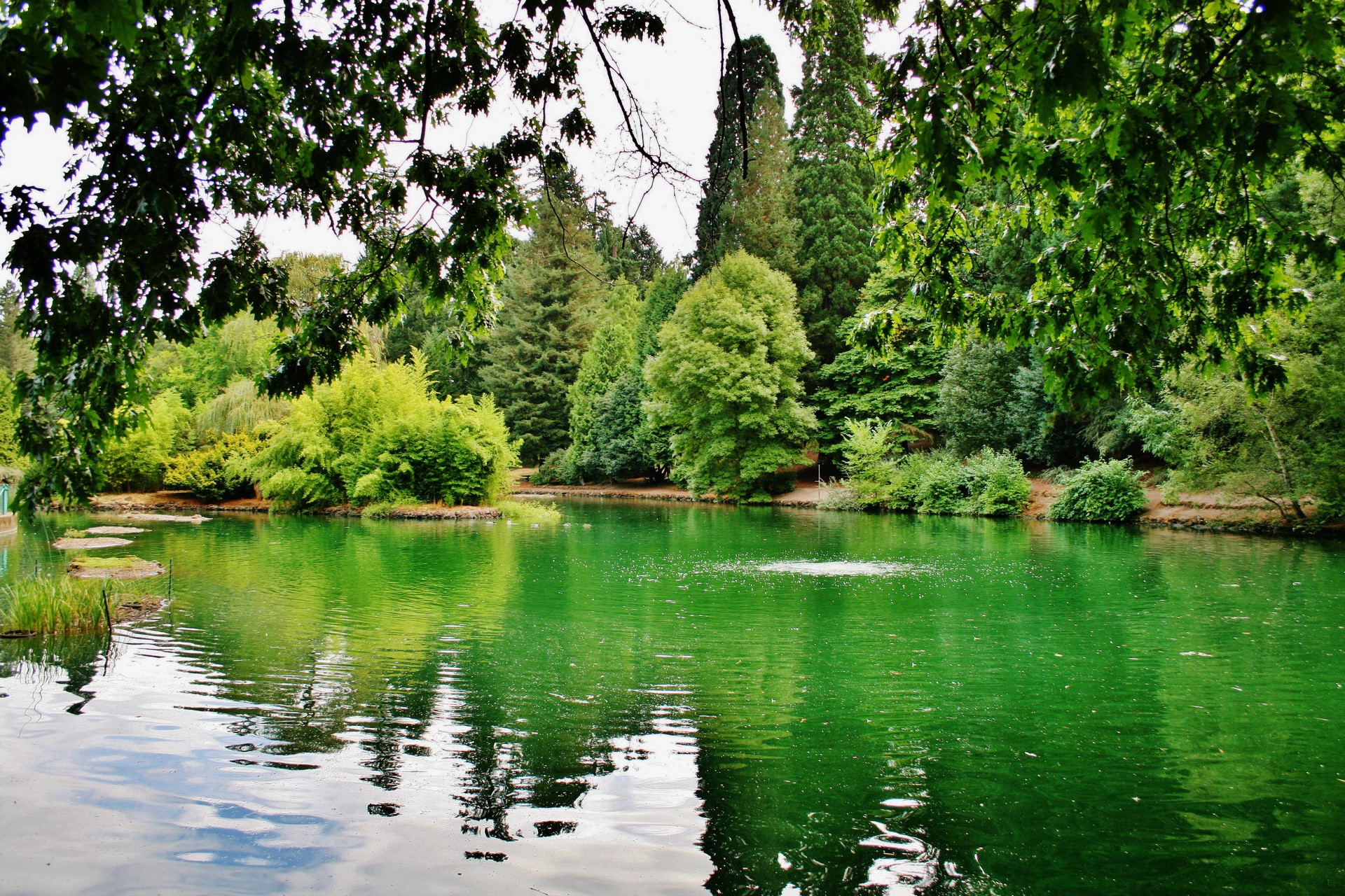 Lake with trees and reflections HD Wallpaper