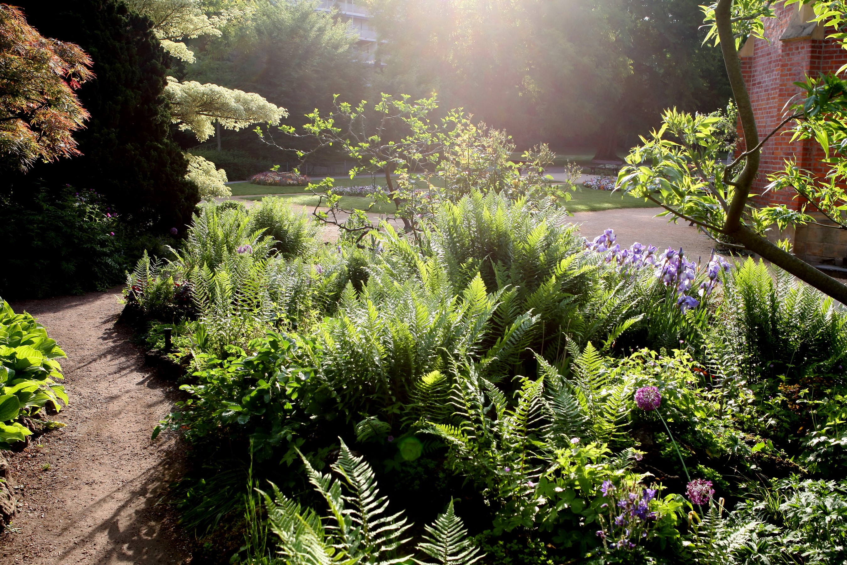 Ferns and irises in a sunlit garden HD Wallpaper