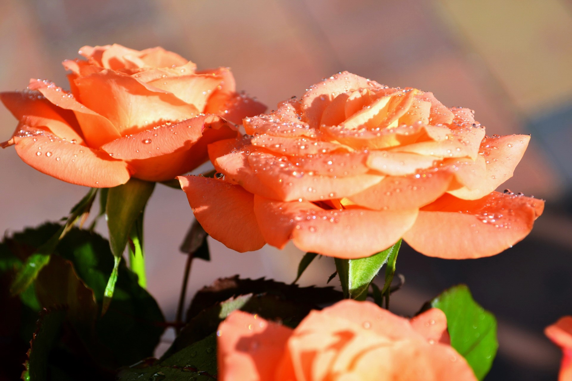 Close-up of orange roses with water droplets HD Wallpaper