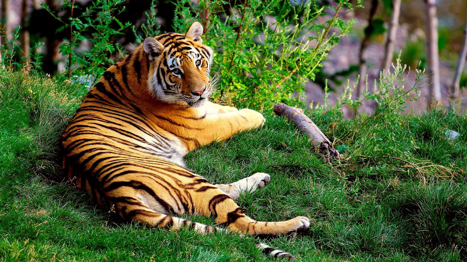 Tiger resting on grass in a forest HD Wallpaper