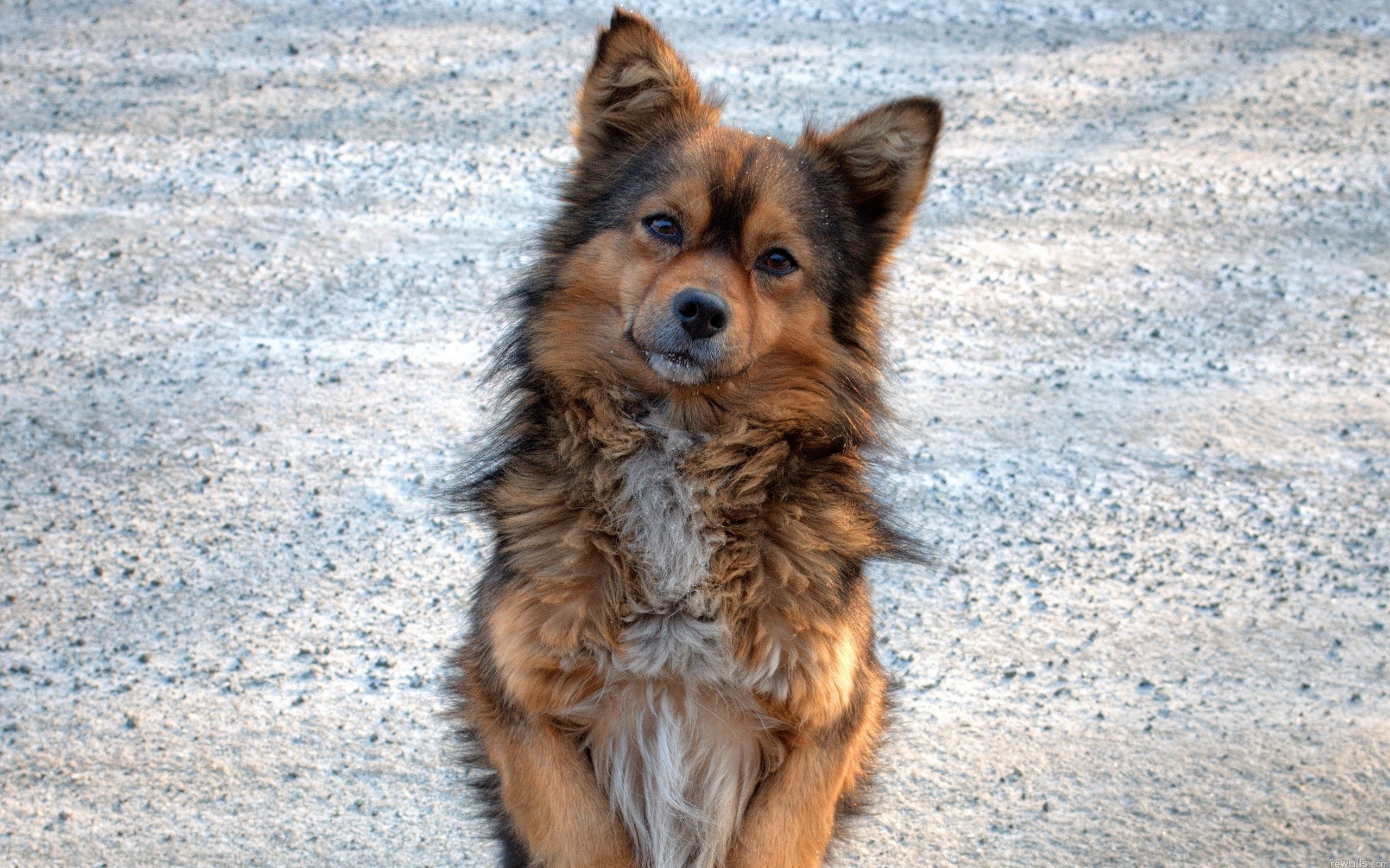 A fluffy brown dog sits on a gravelly surface HD Wallpaper