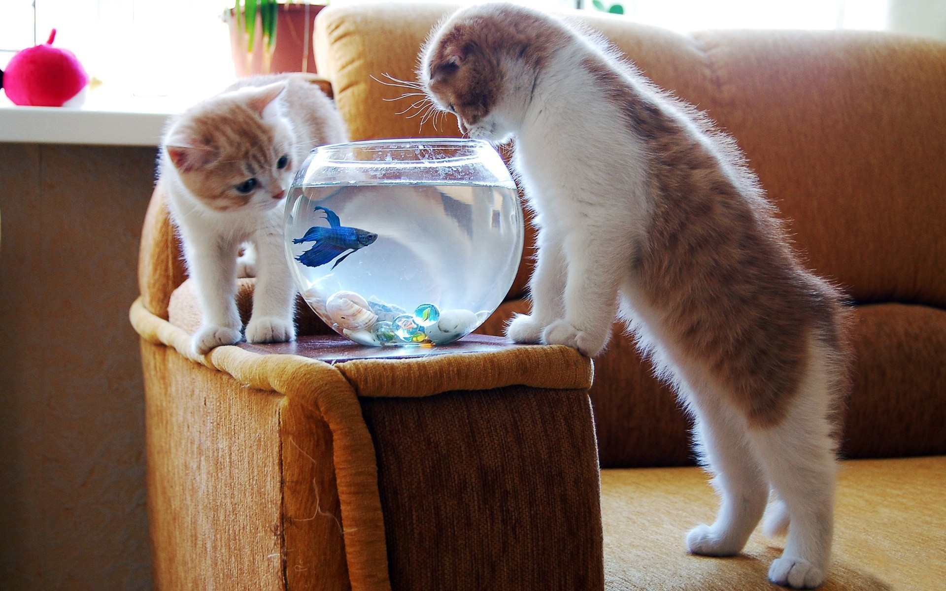 Two kittens looking at a betta fish in a bowl HD Wallpaper