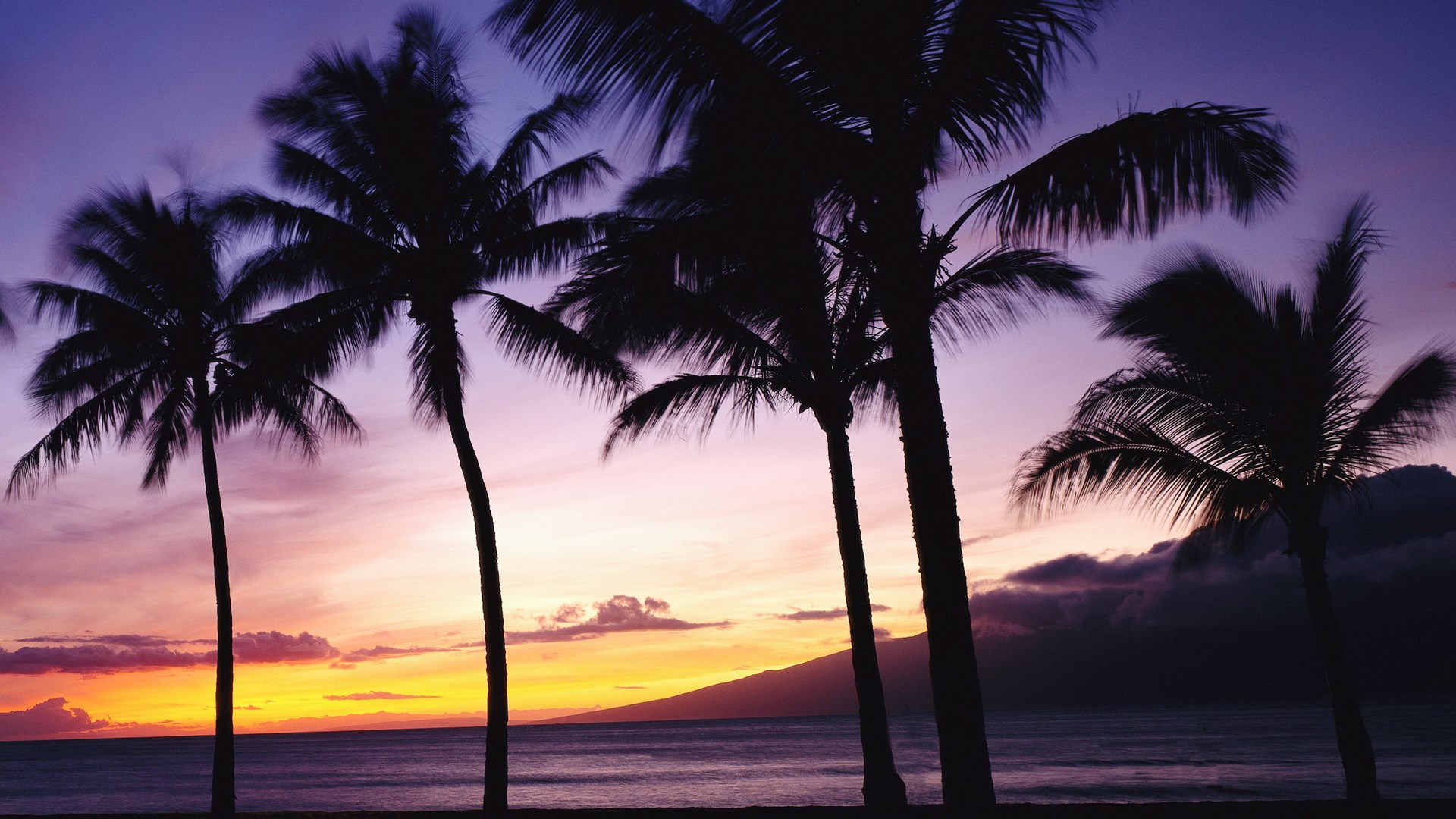 Palm trees silhouetted against a colorful sunset over the ocean HD Wallpaper