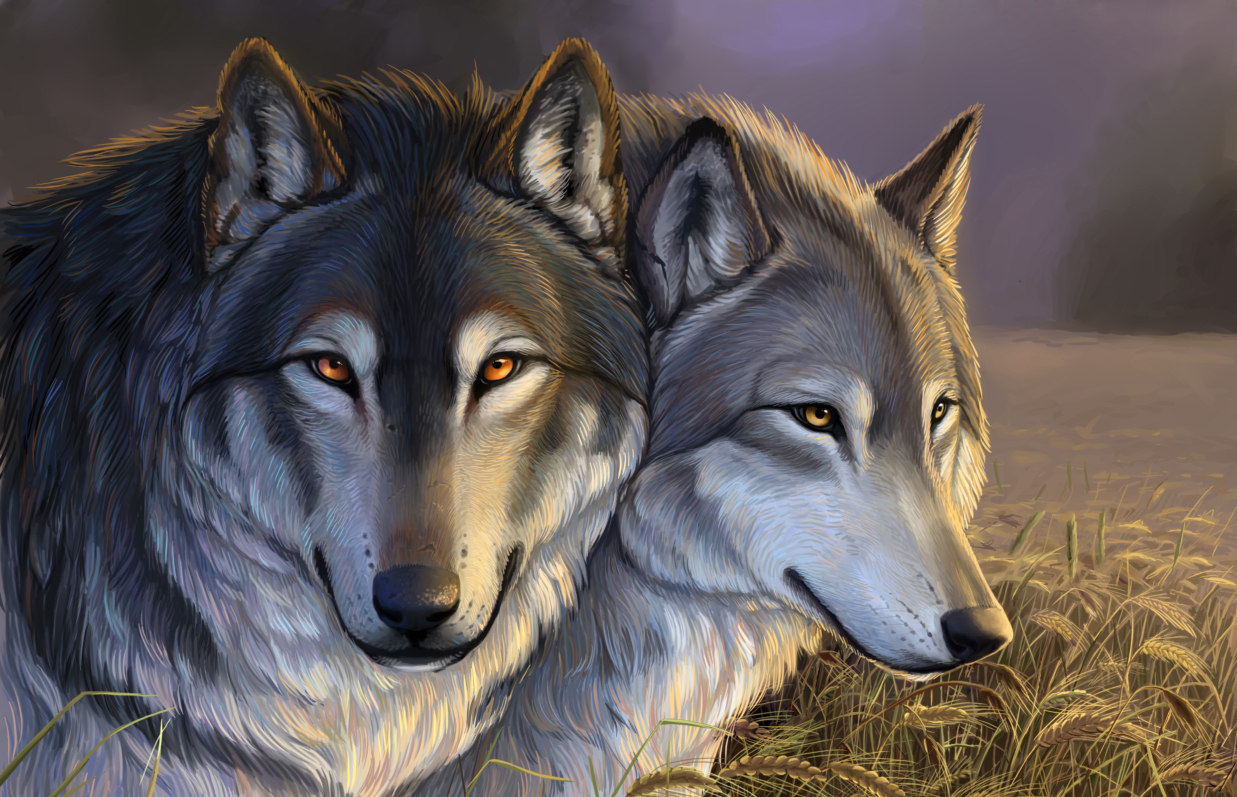 Two wolves in a field HD Wallpaper