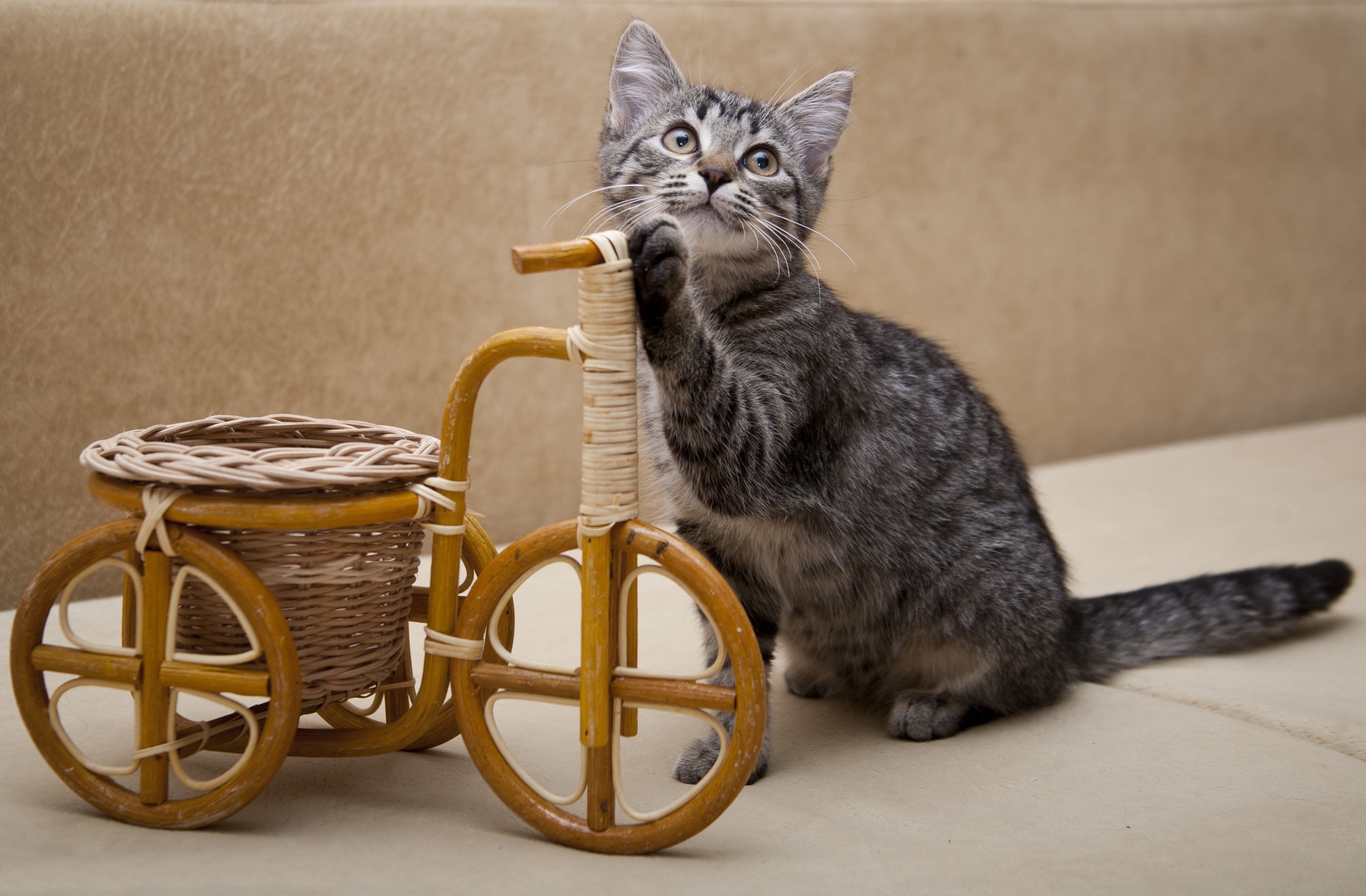 Kitten playing with a toy bicycle basket HD Wallpaper