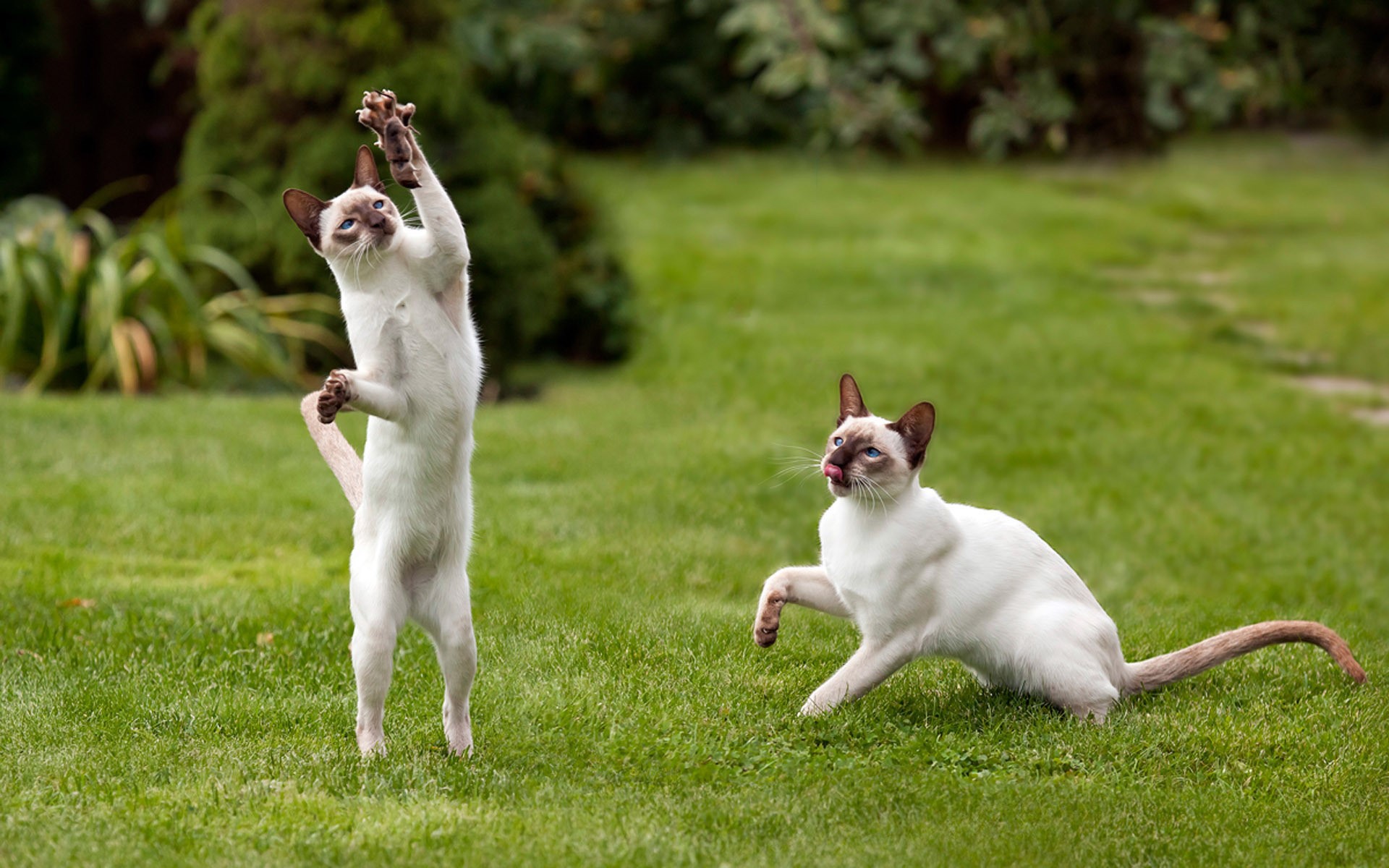 Two Siamese cats playing on grass HD Wallpaper