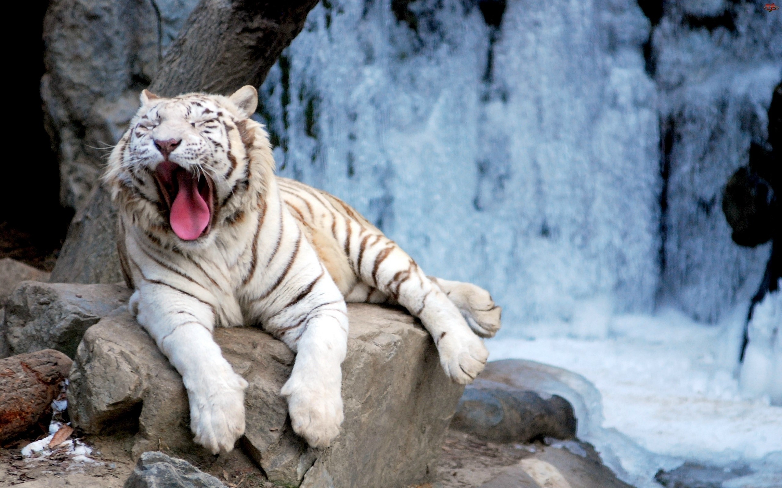 White Tiger Yawning on Rocks Near Frozen Waterfall HD Wallpaper