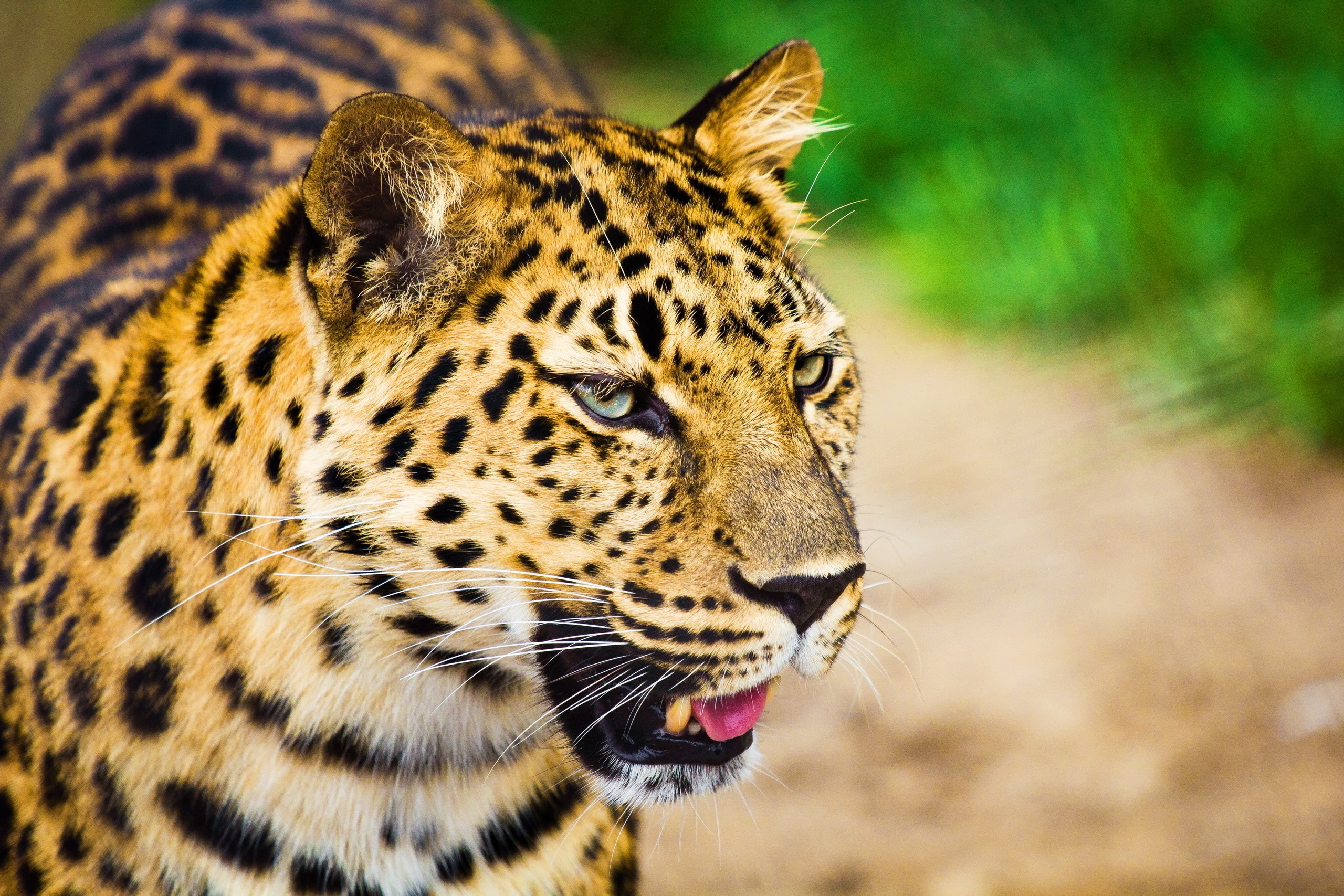 Leopard with spotted fur and green eyes HD Wallpaper