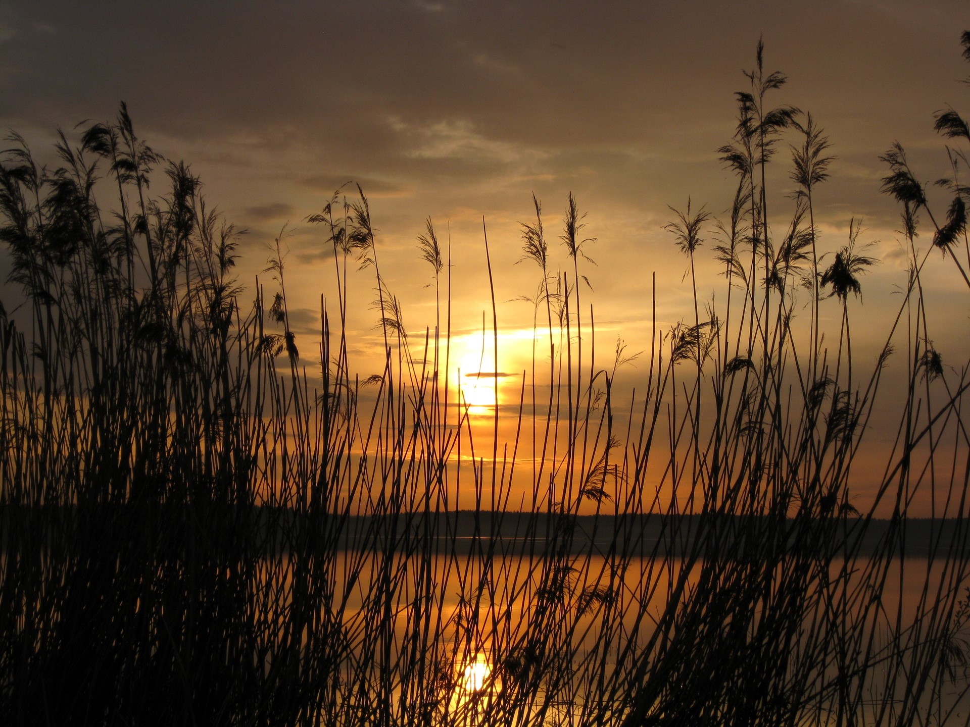 Sunset over a lake with reeds in silhouette HD Wallpaper