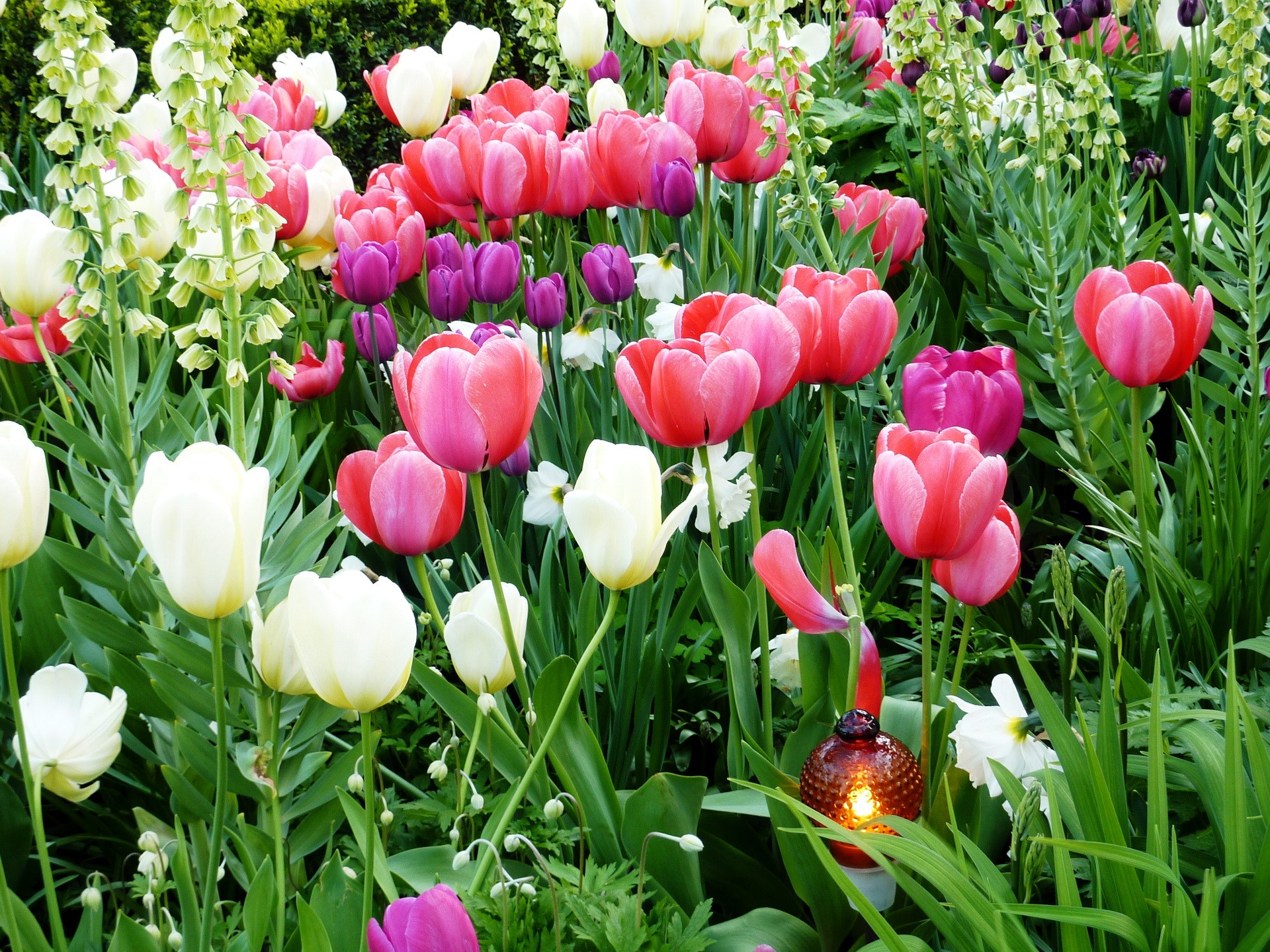 A garden bed filled with blooming tulips and other spring flowers. HD Wallpaper