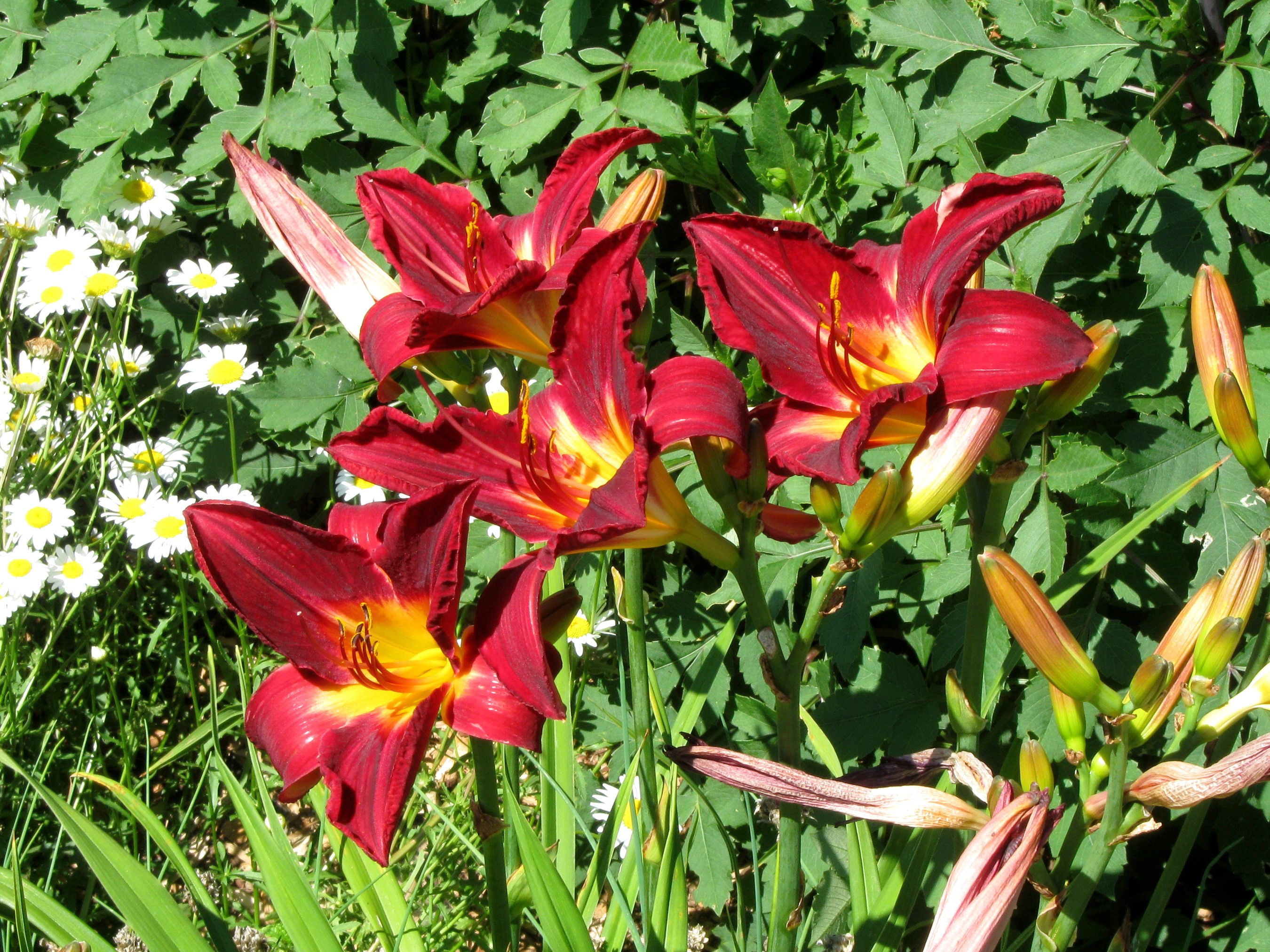 Red and yellow lilies with daisies HD Wallpaper