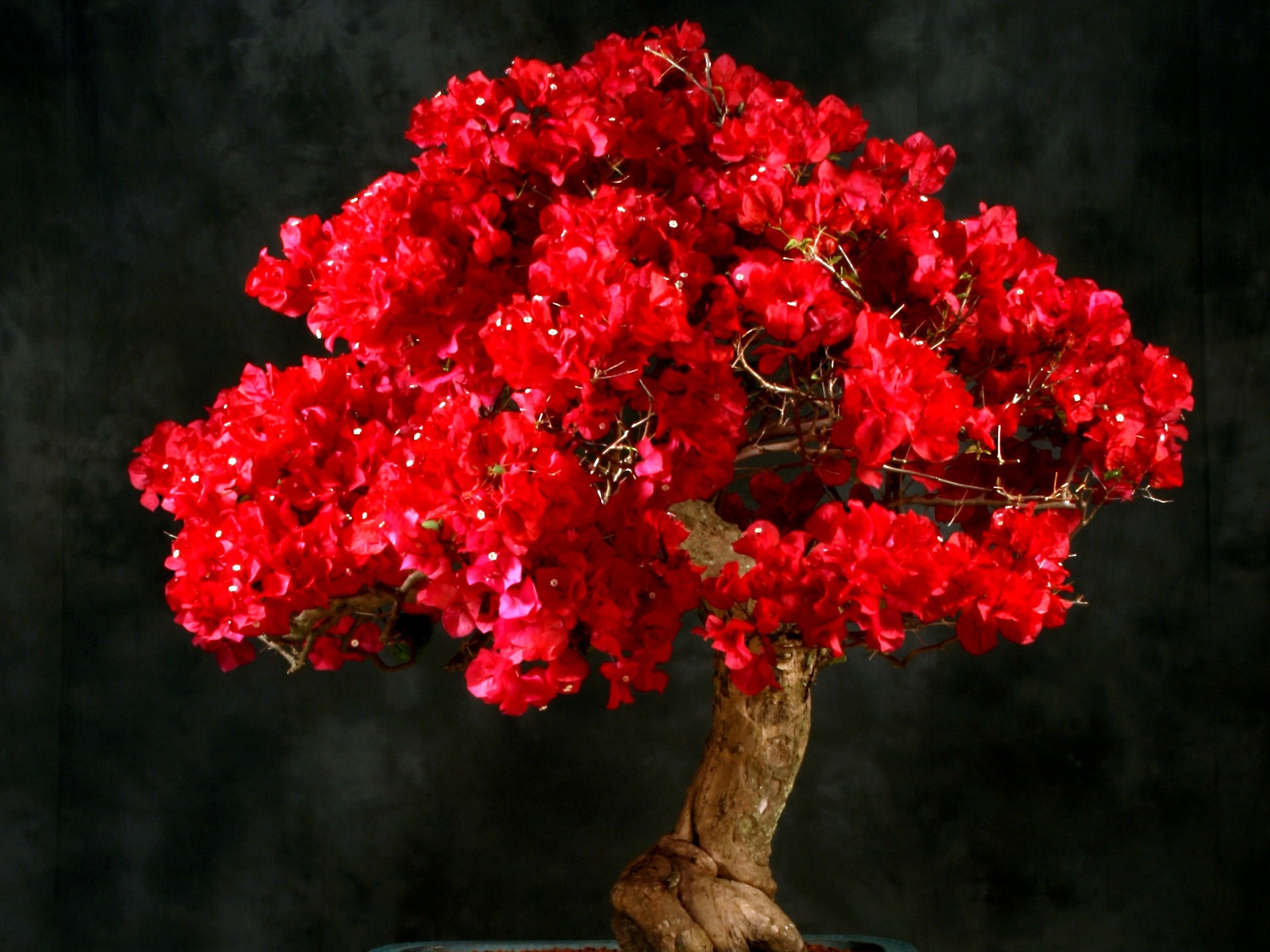 Bonsai Bougainvillea with bright red flowers HD Wallpaper