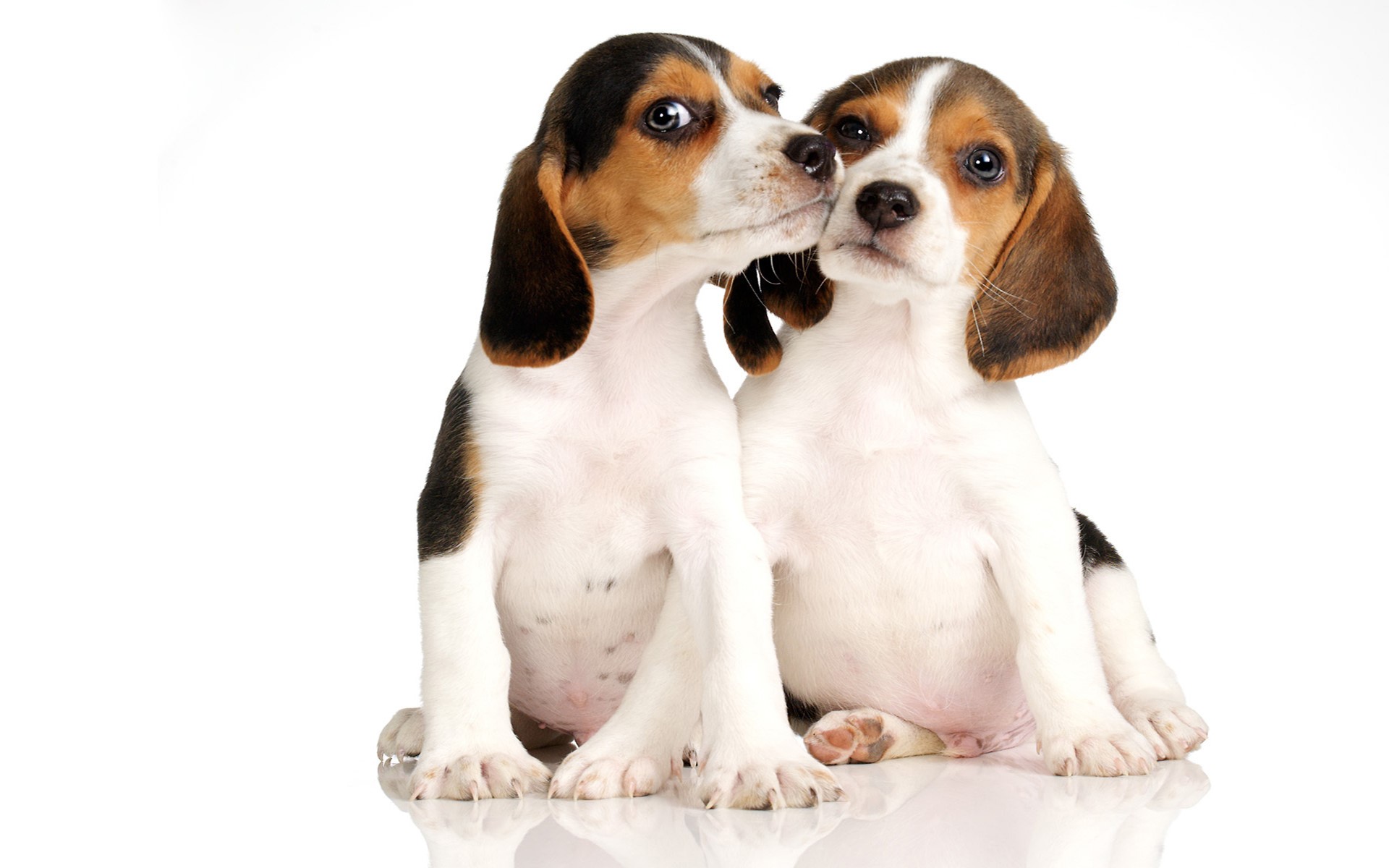 Two Beagle puppies sitting close together HD Wallpaper