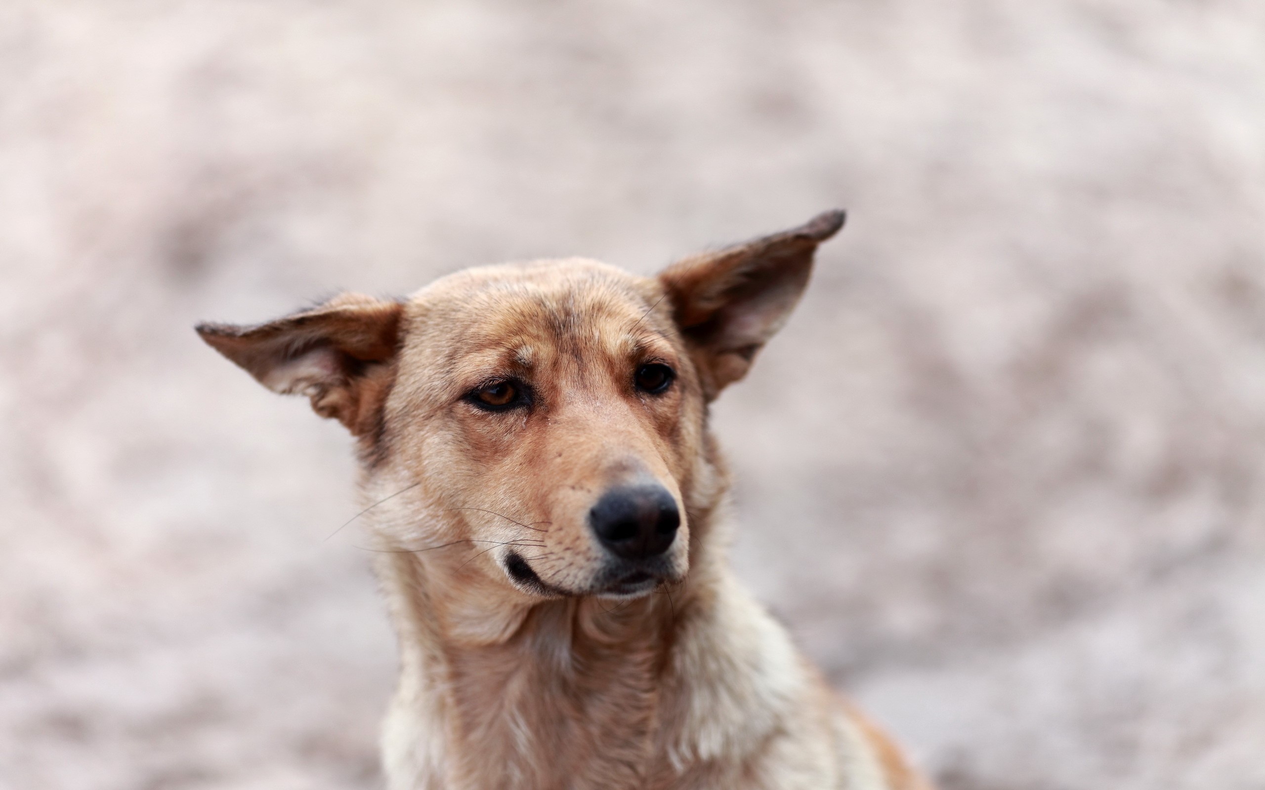 A tan dog with pointed ears looks to the side HD Wallpaper
