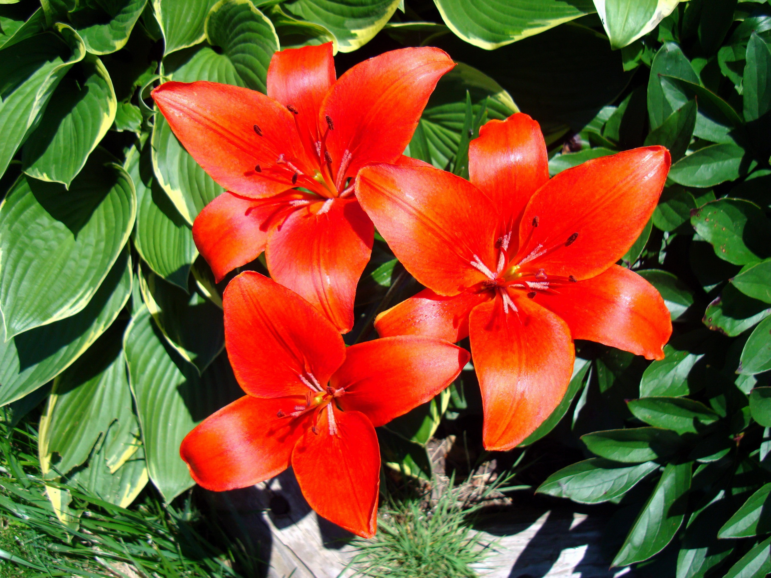 Three bright orange lilies bloom among green foliage HD Wallpaper