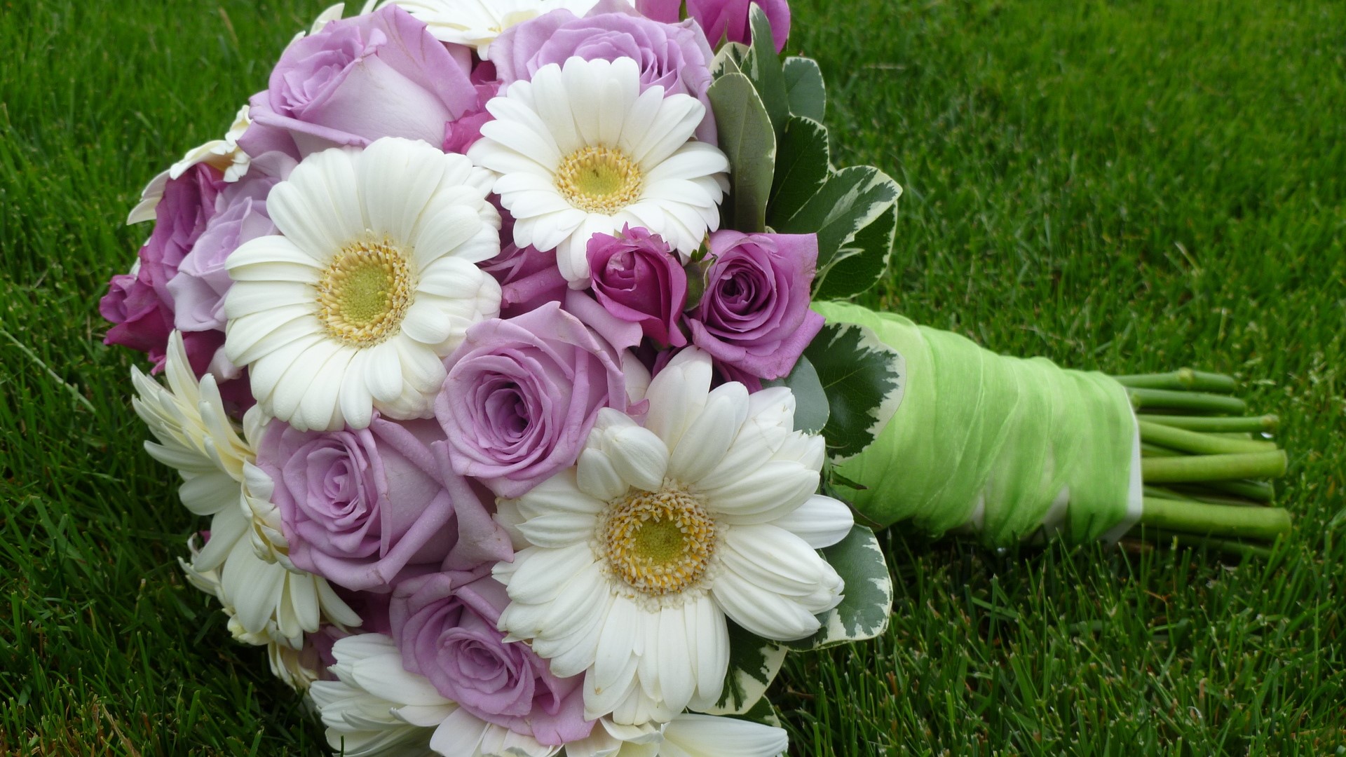 Purple roses and white daisies bouquet on grass HD Wallpaper