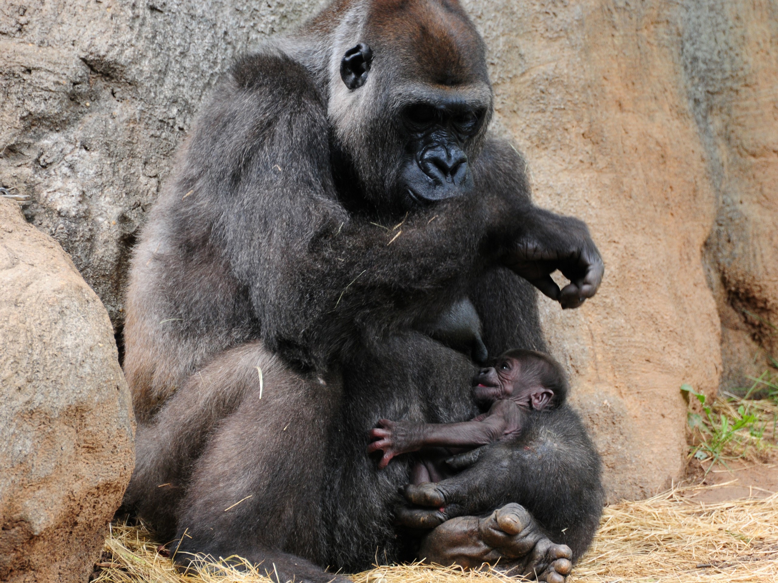 Mother Gorilla with Baby Gorilla HD Wallpaper