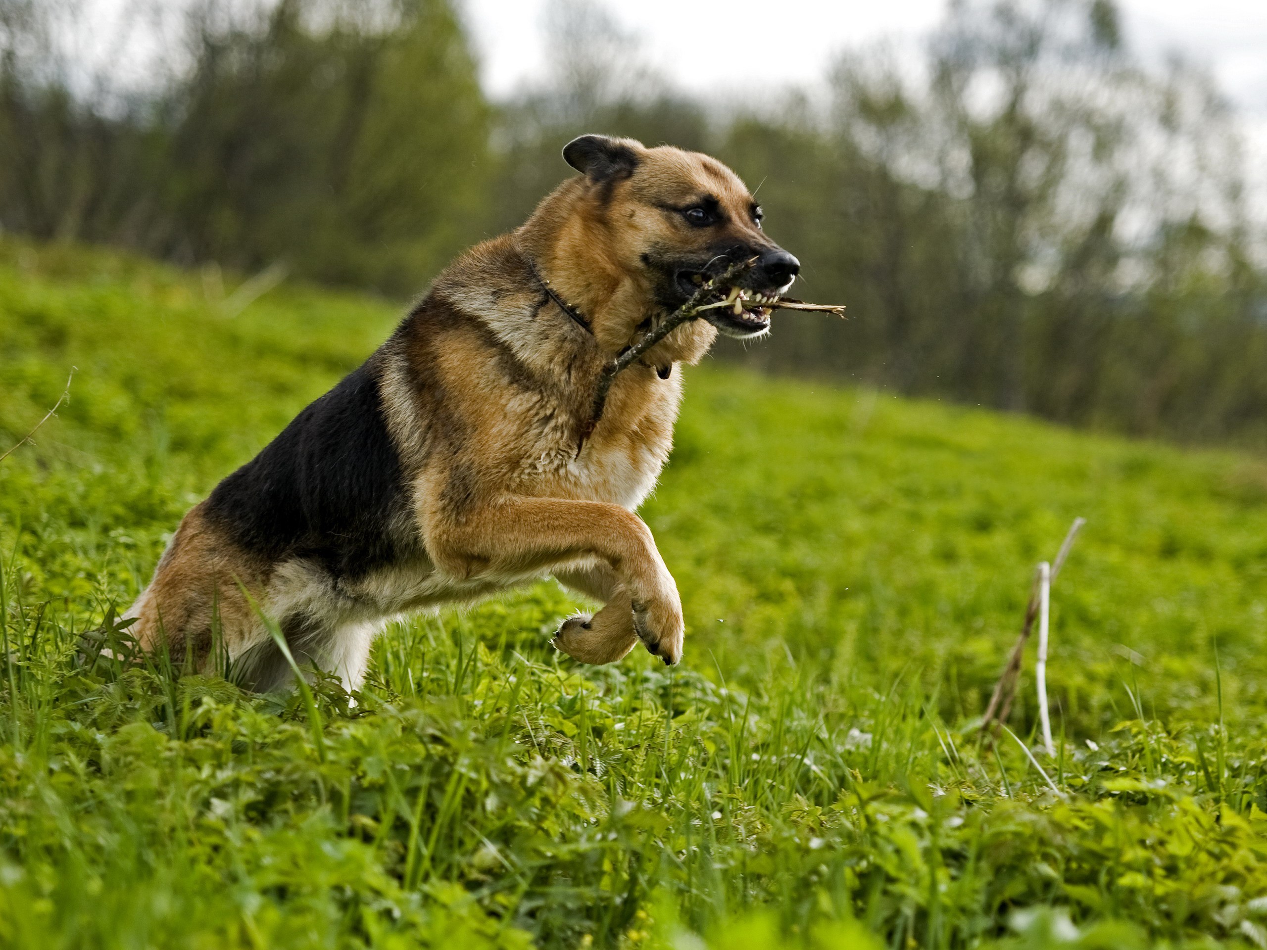 German Shepherd dog running with a stick in its mouth HD Wallpaper