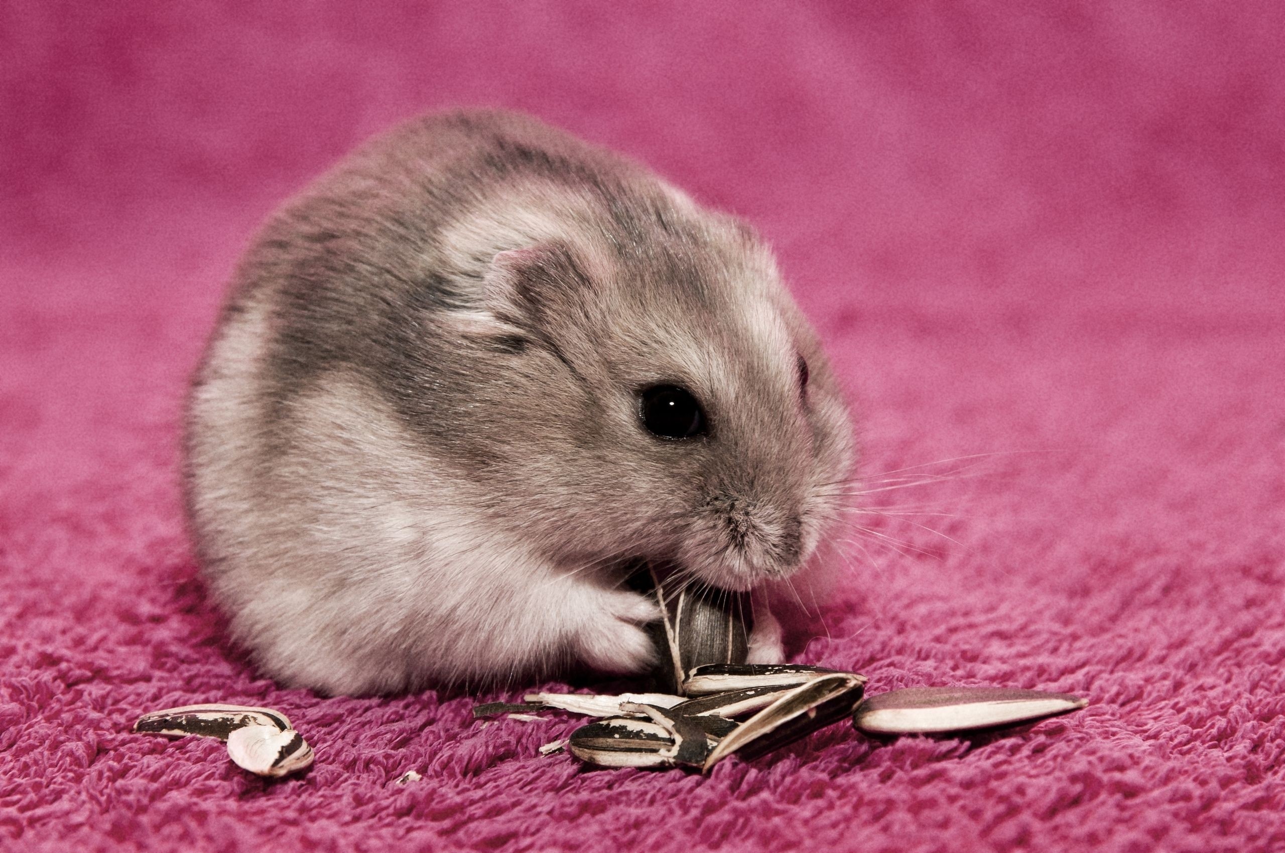 A hamster eating sunflower seeds on a pink fuzzy surface HD Wallpaper