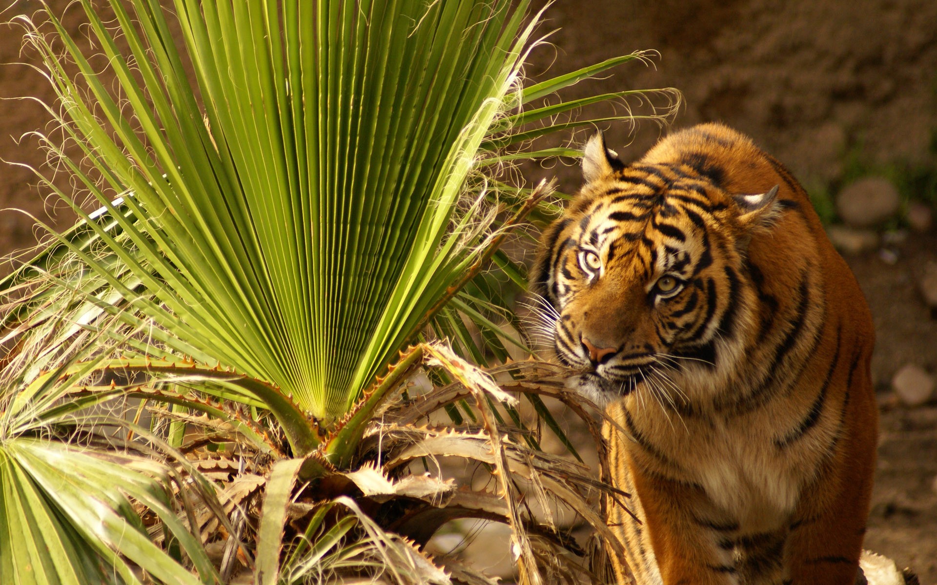 Tiger behind a palm tree HD Wallpaper
