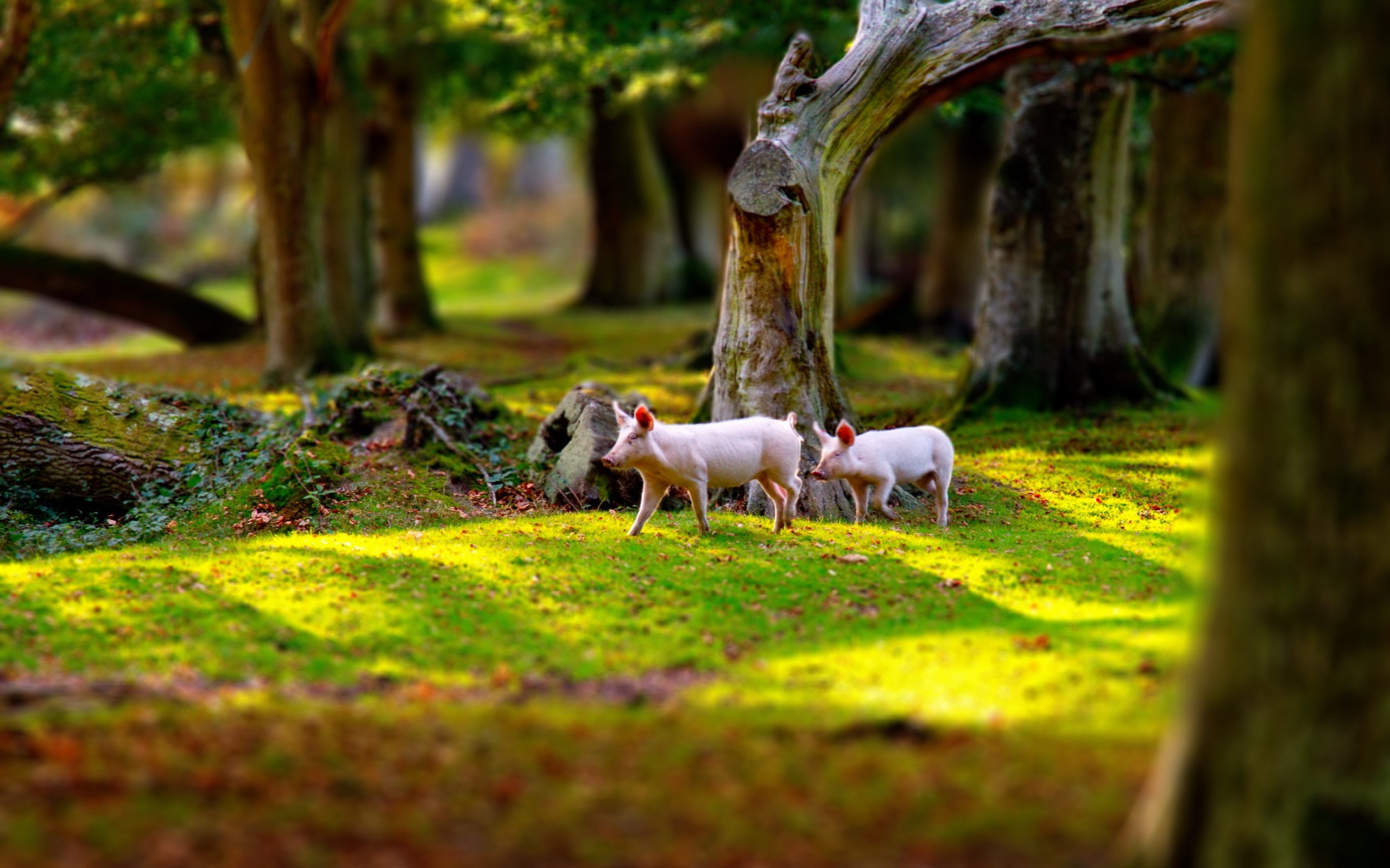 Two domestic pigs in a sunlit forest HD Wallpaper