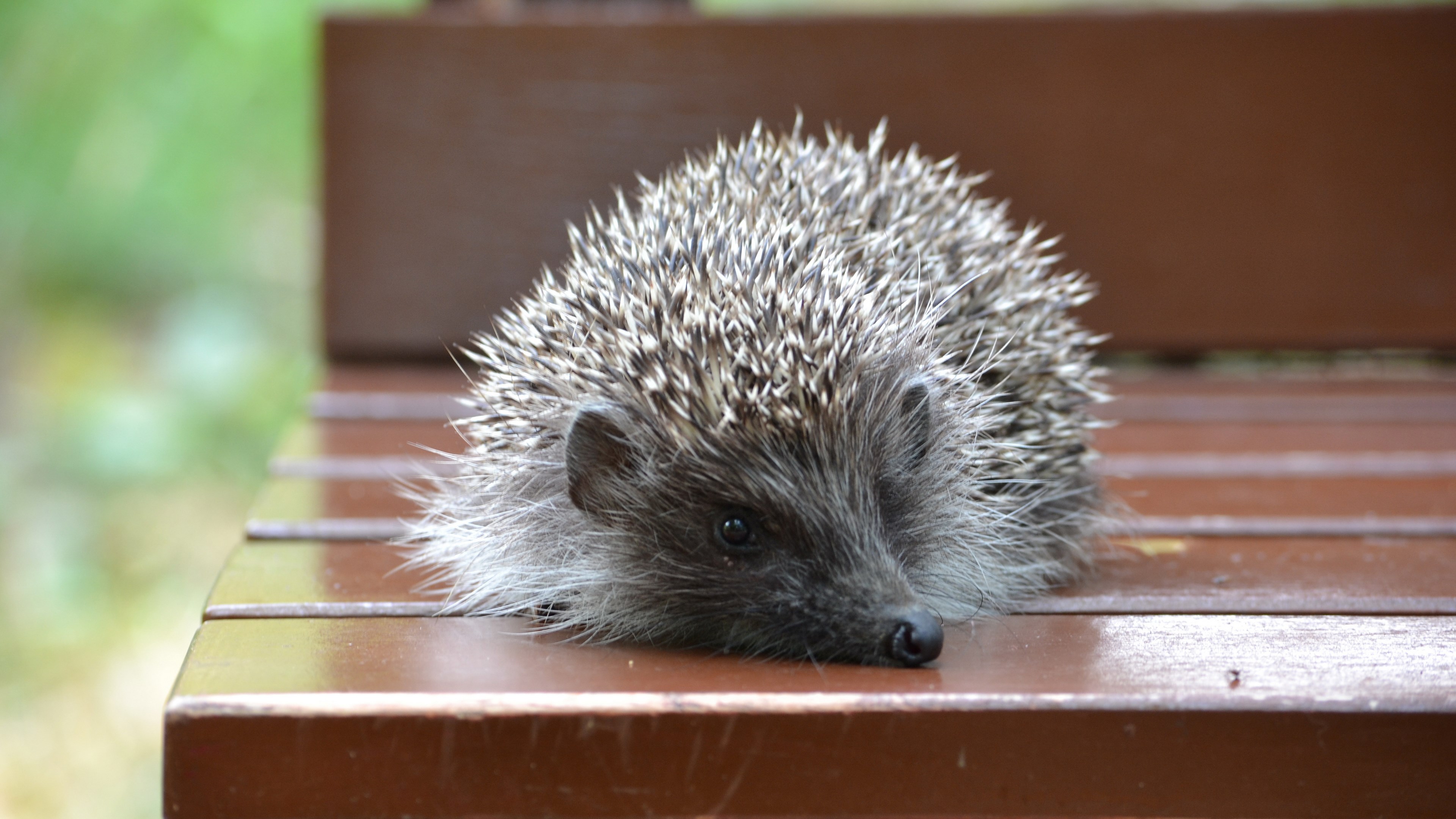 Hedgehog resting on a wooden bench HD Wallpaper