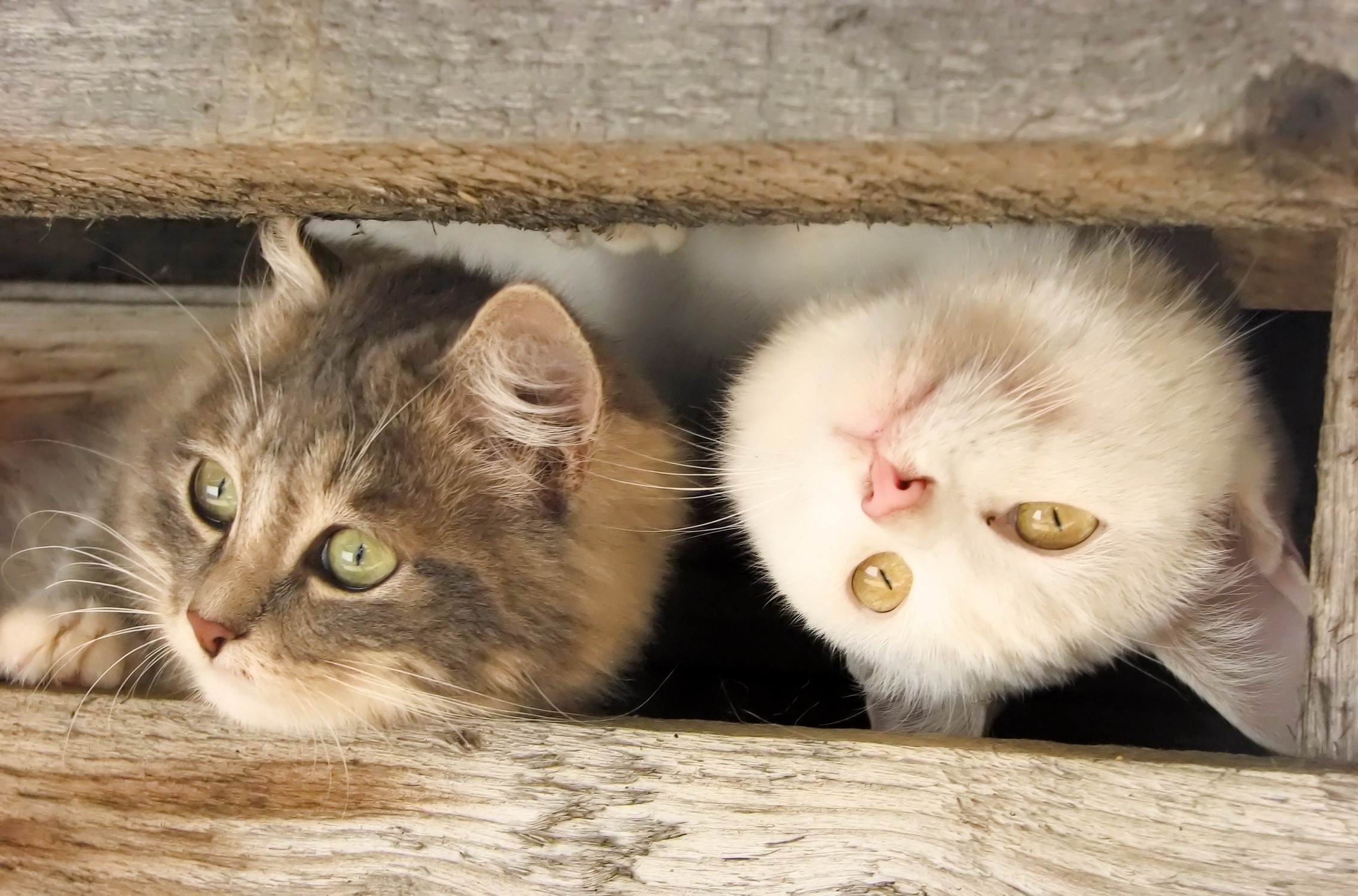 Two cats peeking through wooden planks HD Wallpaper
