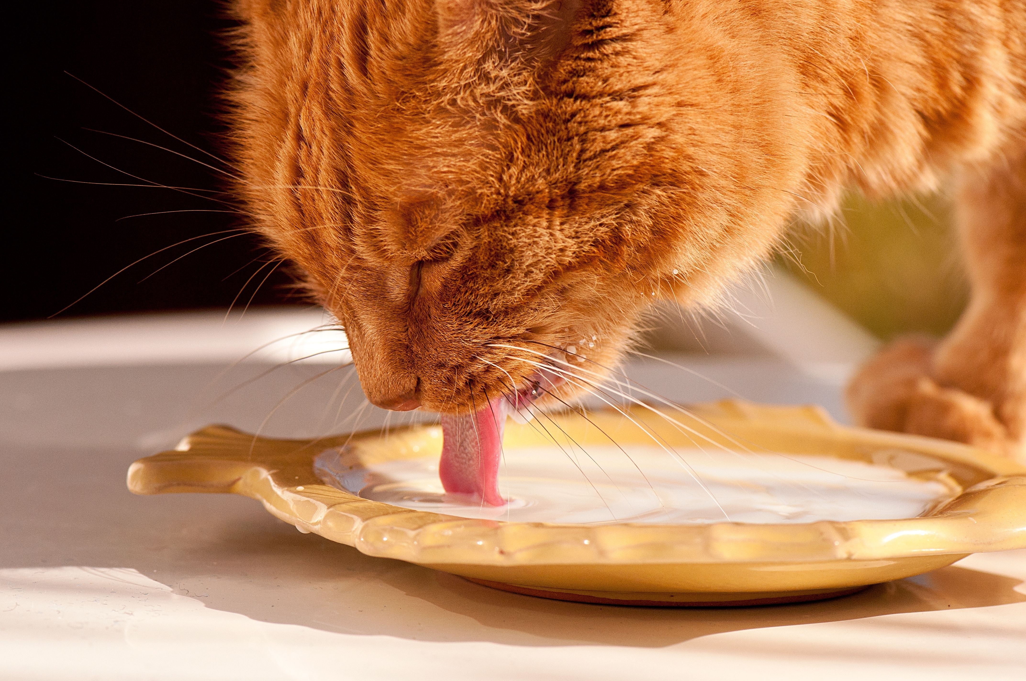Orange cat drinking milk from a fish-shaped dish HD Wallpaper