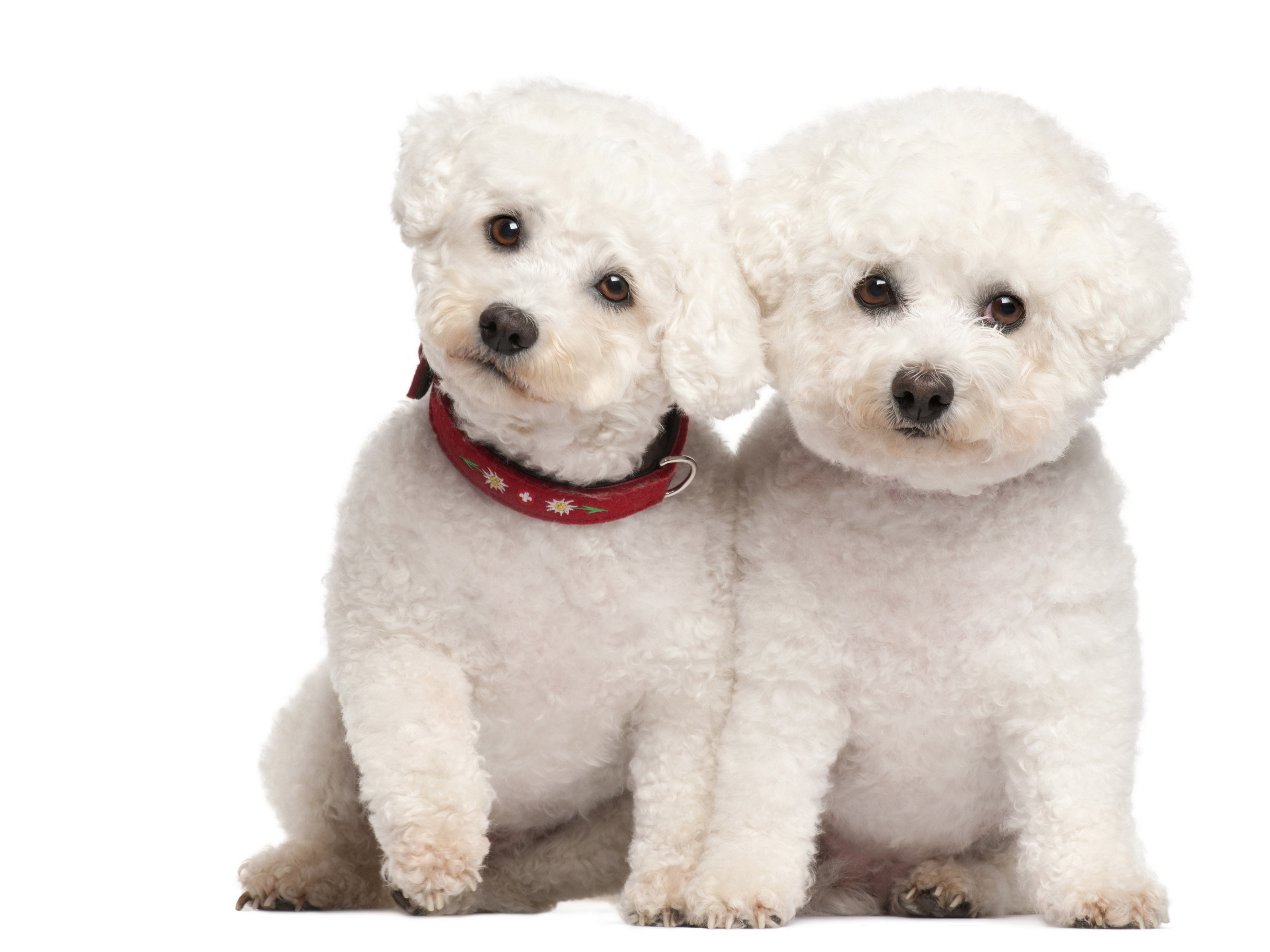Two Bichon Frise dogs sitting HD Wallpaper