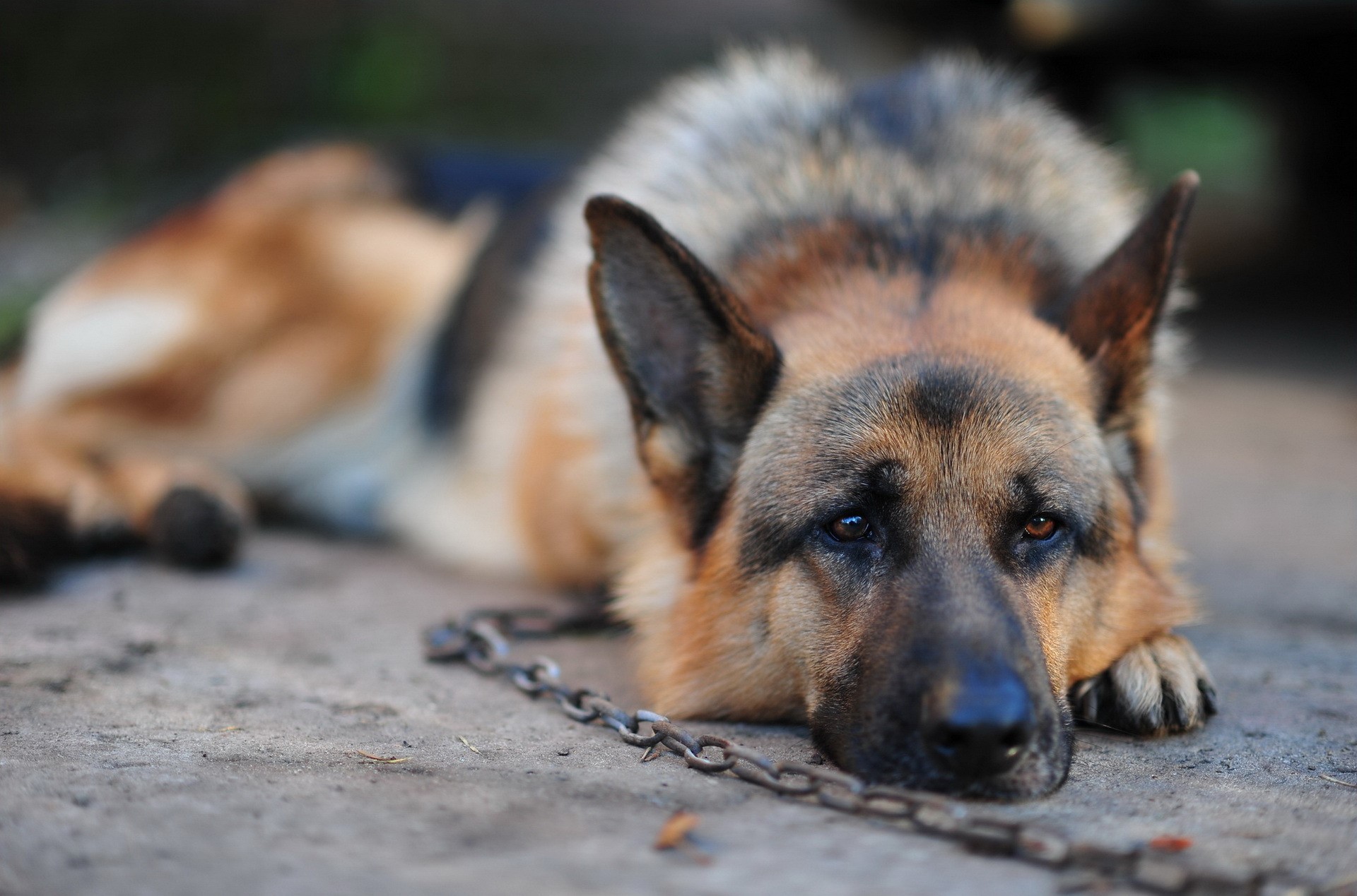 German Shepherd dog lying on the ground with a chain HD Wallpaper